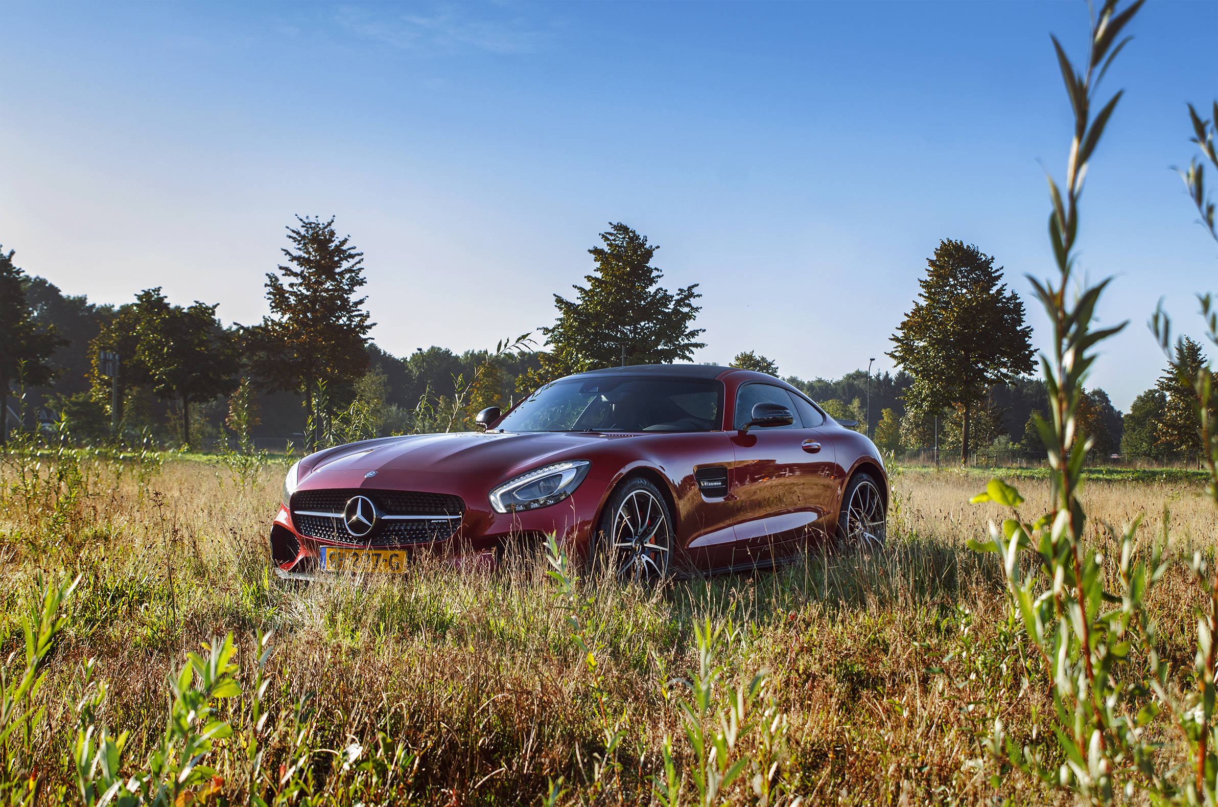 Mercedes 桌布 壁紙 — 一輛閃亮的紅色 Mercedes-AMG GT 跑車停在高高的金色草地上，背景是晴朗的藍天和樹木。