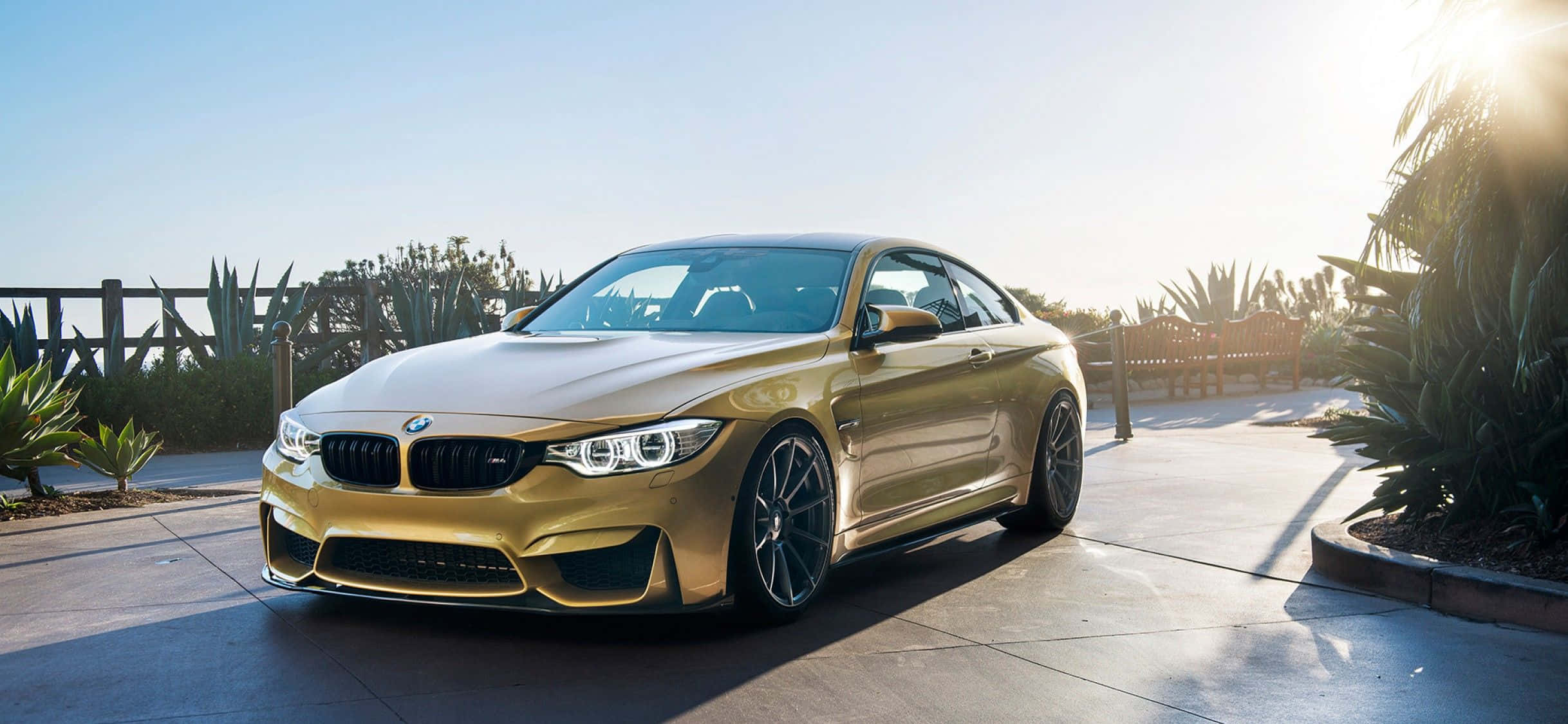 BMW 動圖 桌布 壁紙 — 一輛閃亮的金色BMW M4雙門轎跑車停泊在陽光普照的混凝土車道上，周圍環繞著沙漠多肉植物和木柵欄。
