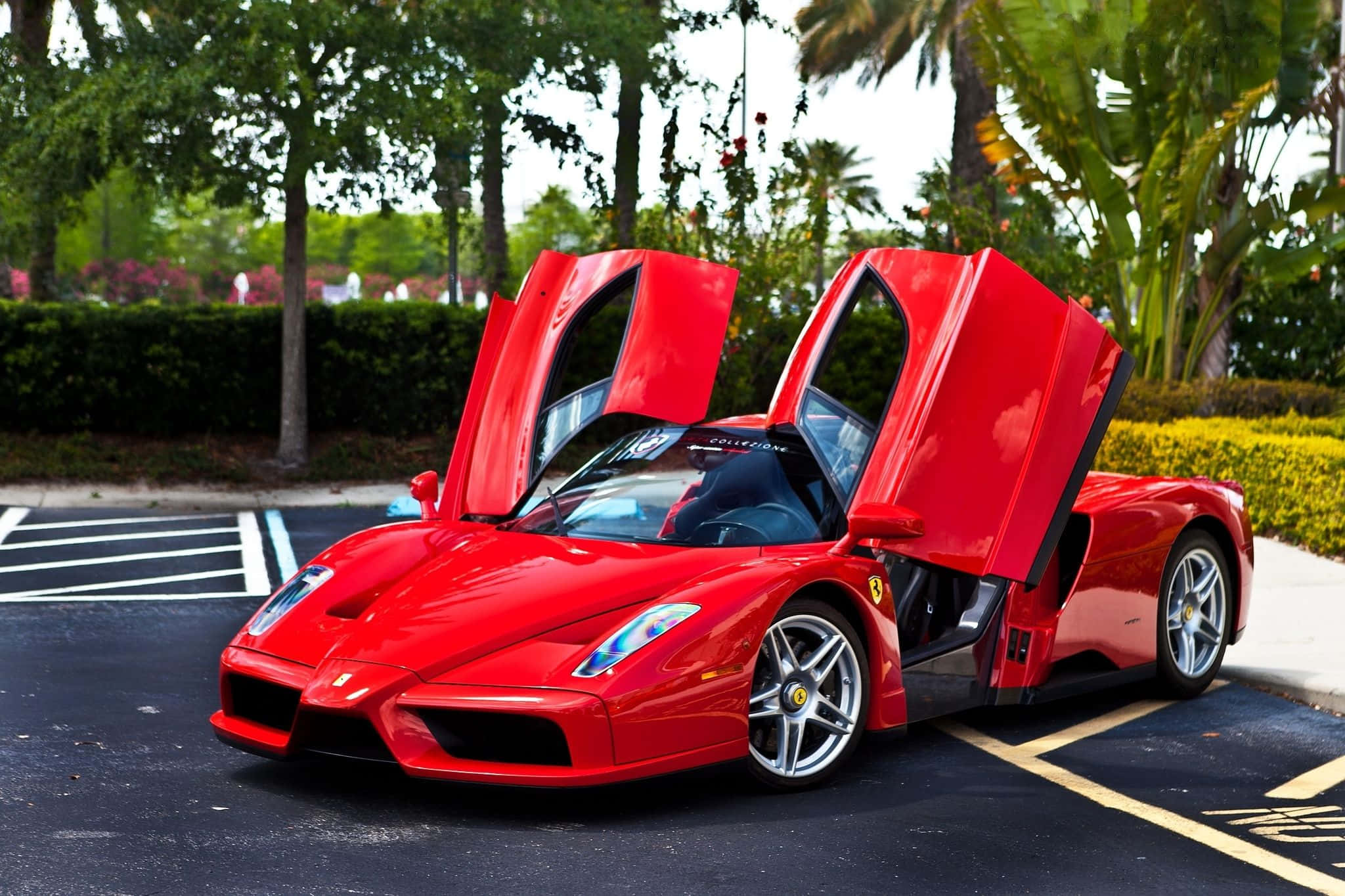 Ferrari Enzo 桌布 壁紙 — 一輛鮮紅色的法拉利Enzo，剪刀門打開，停放在陽光明媚的停車場，周圍環繞著茂密的綠植和棕櫚樹。