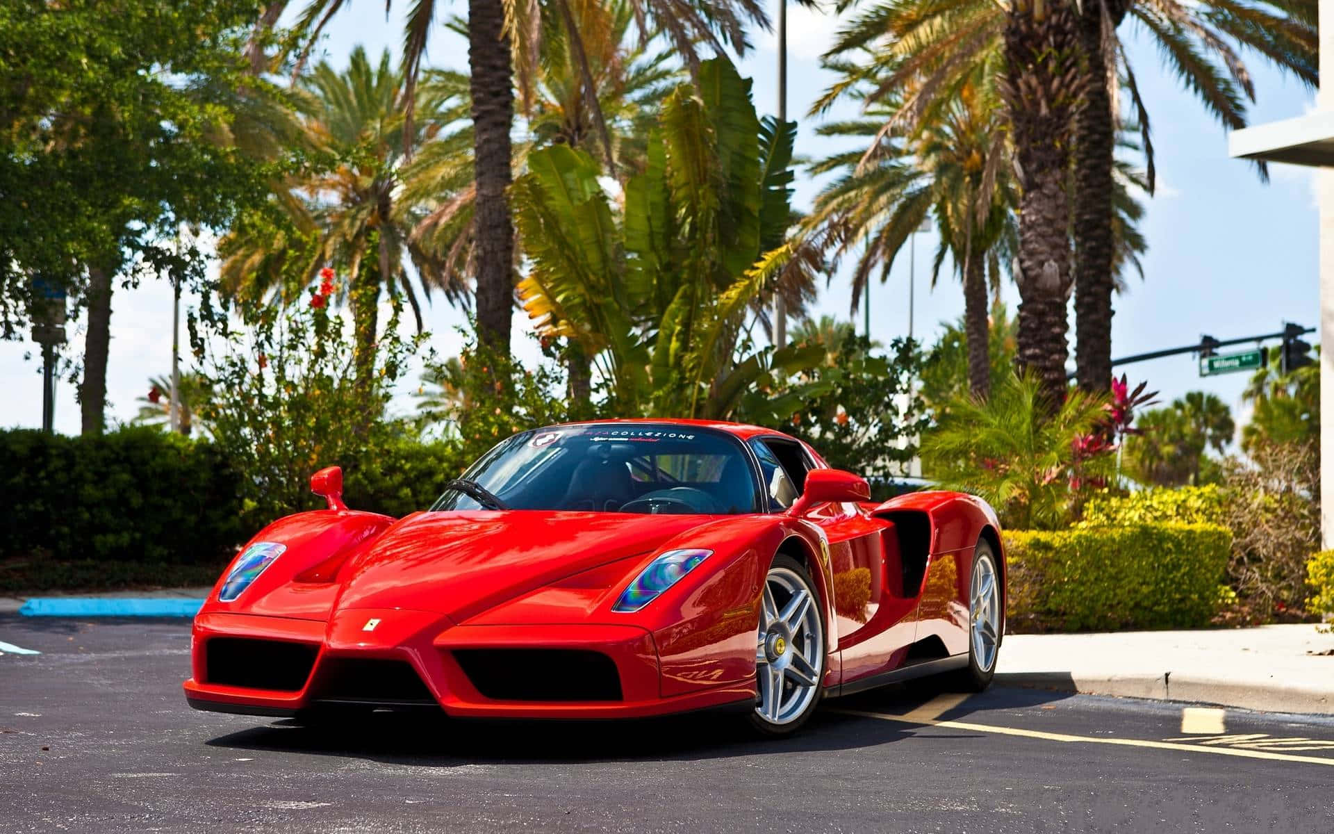 Ferrari Enzo 桌布 壁紙 — 一輛鮮紅色的法拉利Enzo停放在棕櫚樹下的瀝青路面上，周圍綠意盎然，天空湛藍清澈。