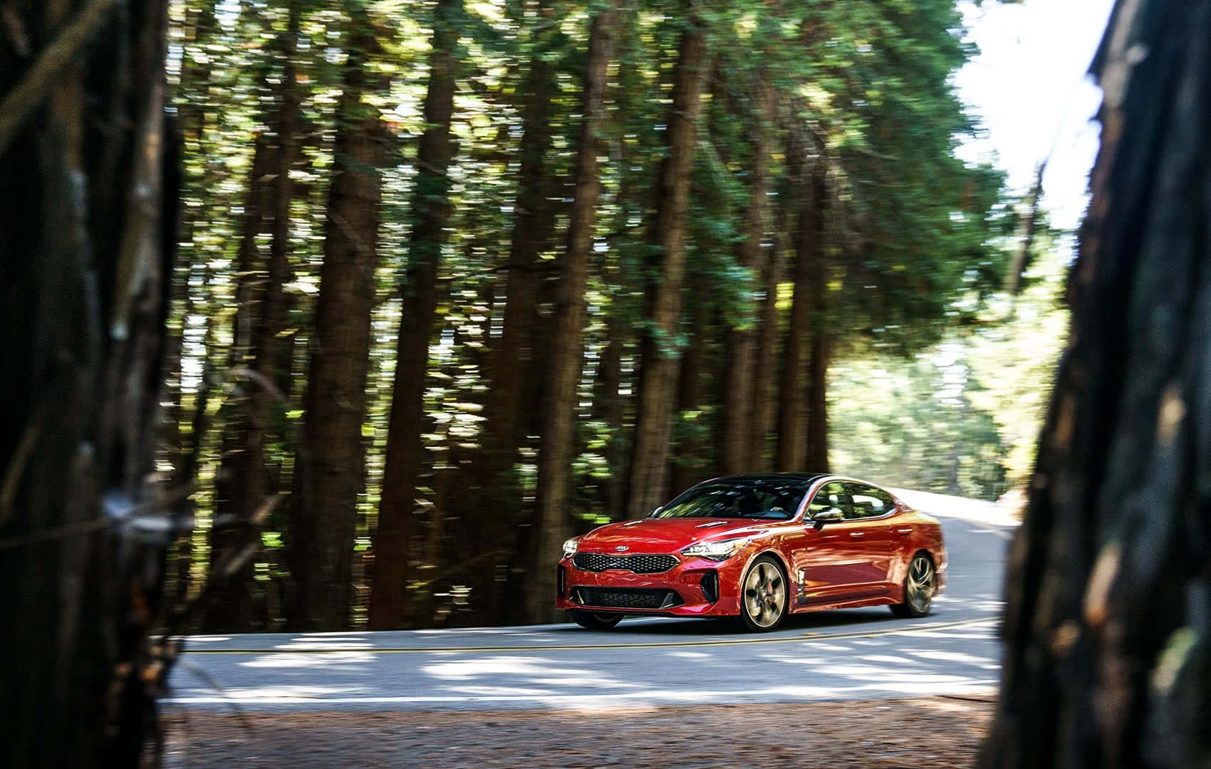 Kia Stinger 桌布 壁紙 — 一輛鮮紅色的跑車在蜿蜒的森林道路上疾馳，兩旁是高聳的樹木。