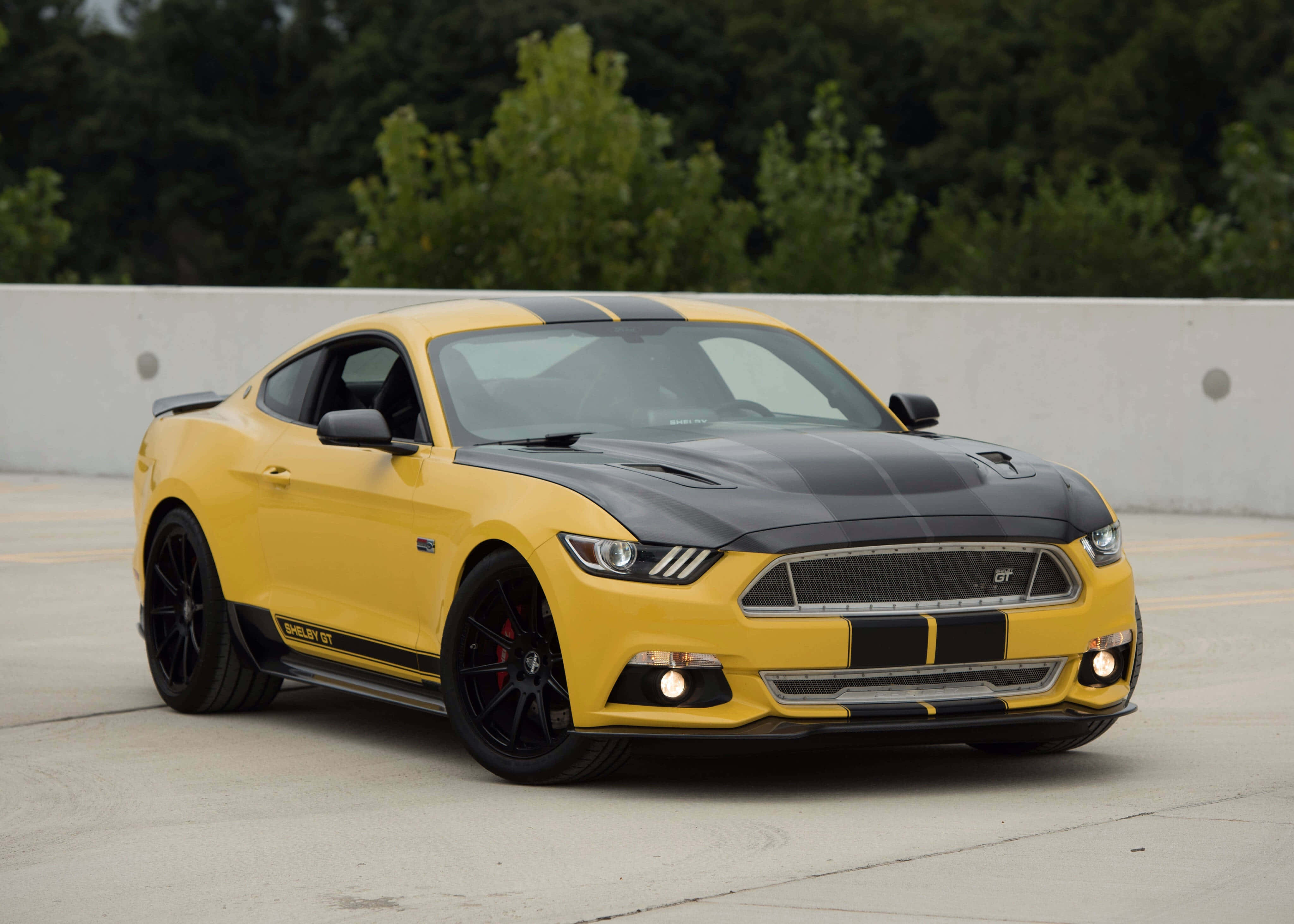 福特 桌布 壁紙 — 一輛鮮黃色的福特Shelby GT，帶有黑色賽車條紋，停在混凝土場地上，背景是綠樹。