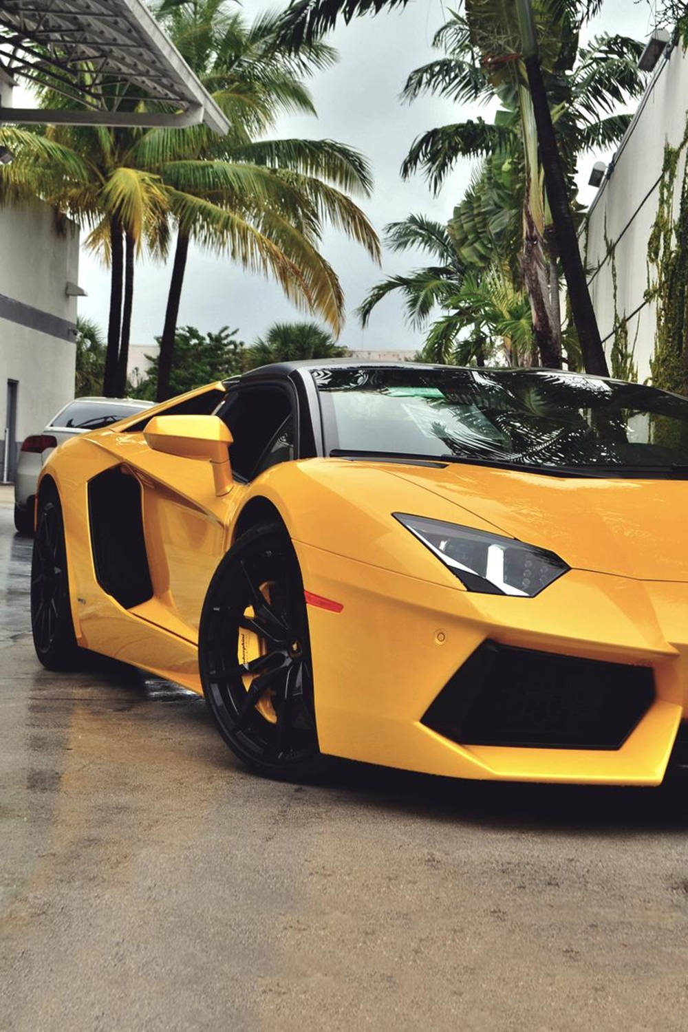 跑車 桌布 壁紙 — 一輛鮮黃色的藍寶堅尼Aventador停放在潮濕的路面上，棕櫚樹下，天空多雲。