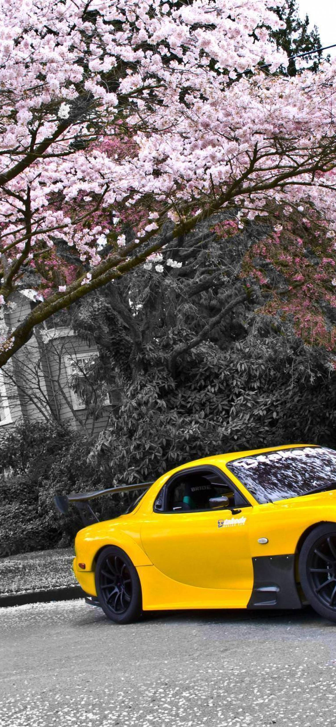 跑車 桌布 壁紙 — 一輛鮮黃色跑車停放在盛開的粉紅色櫻花樹下，背景為黑白。