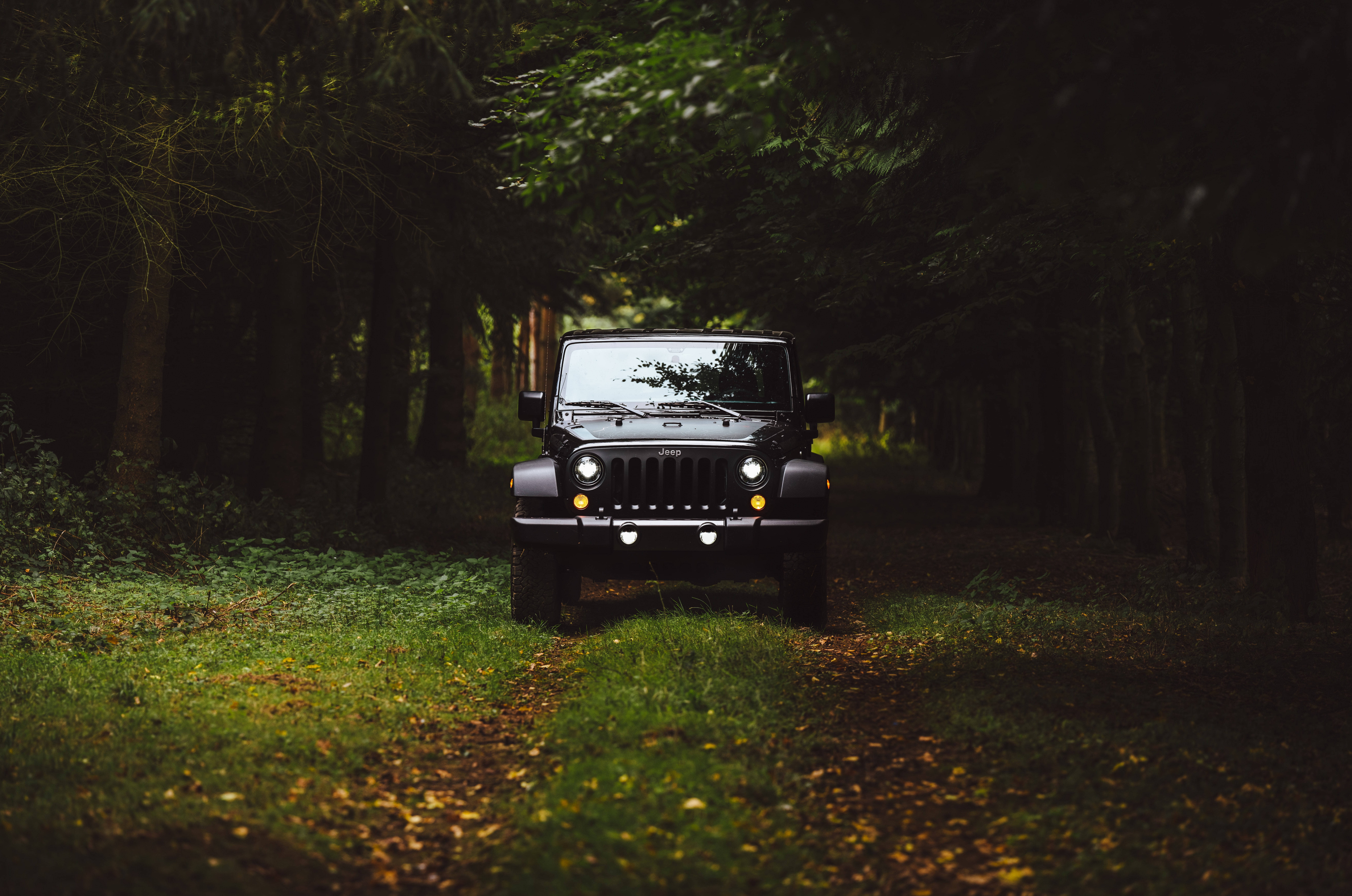 森林 桌布 壁紙 — 一輛黑色Jeep Wrangler在鋪滿落葉的森林小徑上正面朝前，兩旁是高聳的樹木。