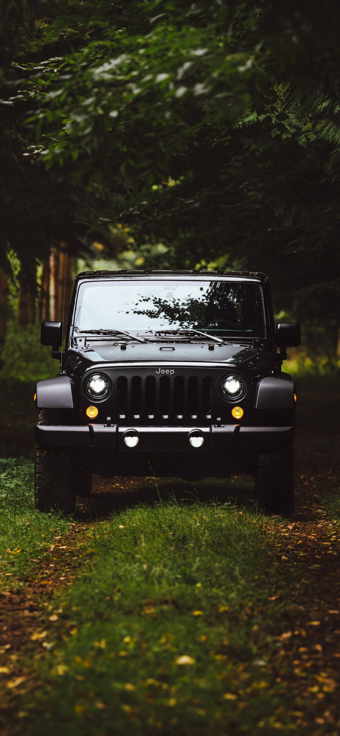 Wrangler 桌布 壁紙 — 一輛黑色Jeep Wrangler在茂密綠樹的樹冠下，面向著鋪滿落葉的森林小徑。