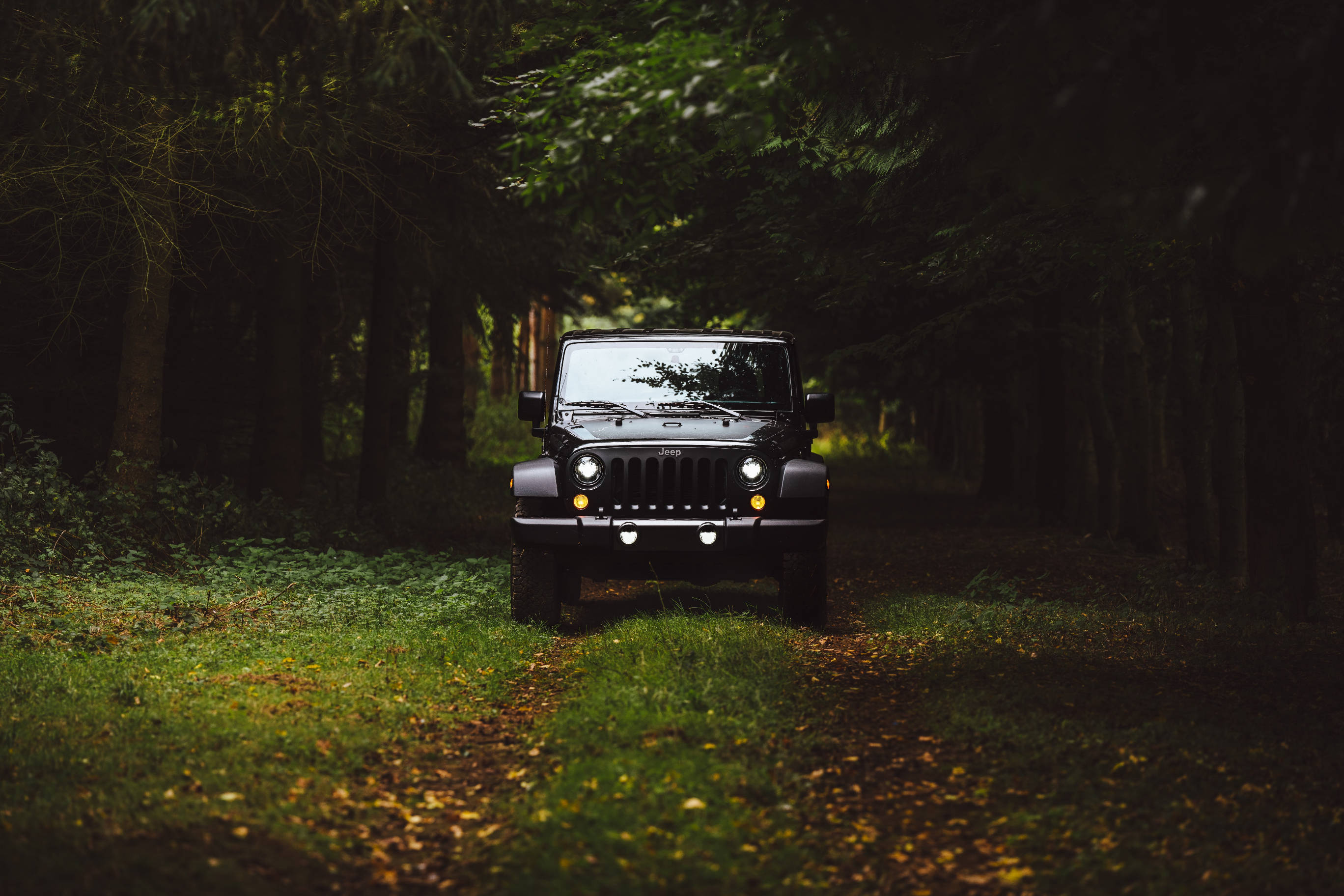 黑色吉普車 桌布 壁紙 — 一輛黑色Jeep Wrangler在落葉滿佈的森林小徑上向前行駛，四周環繞著高大的樹木。