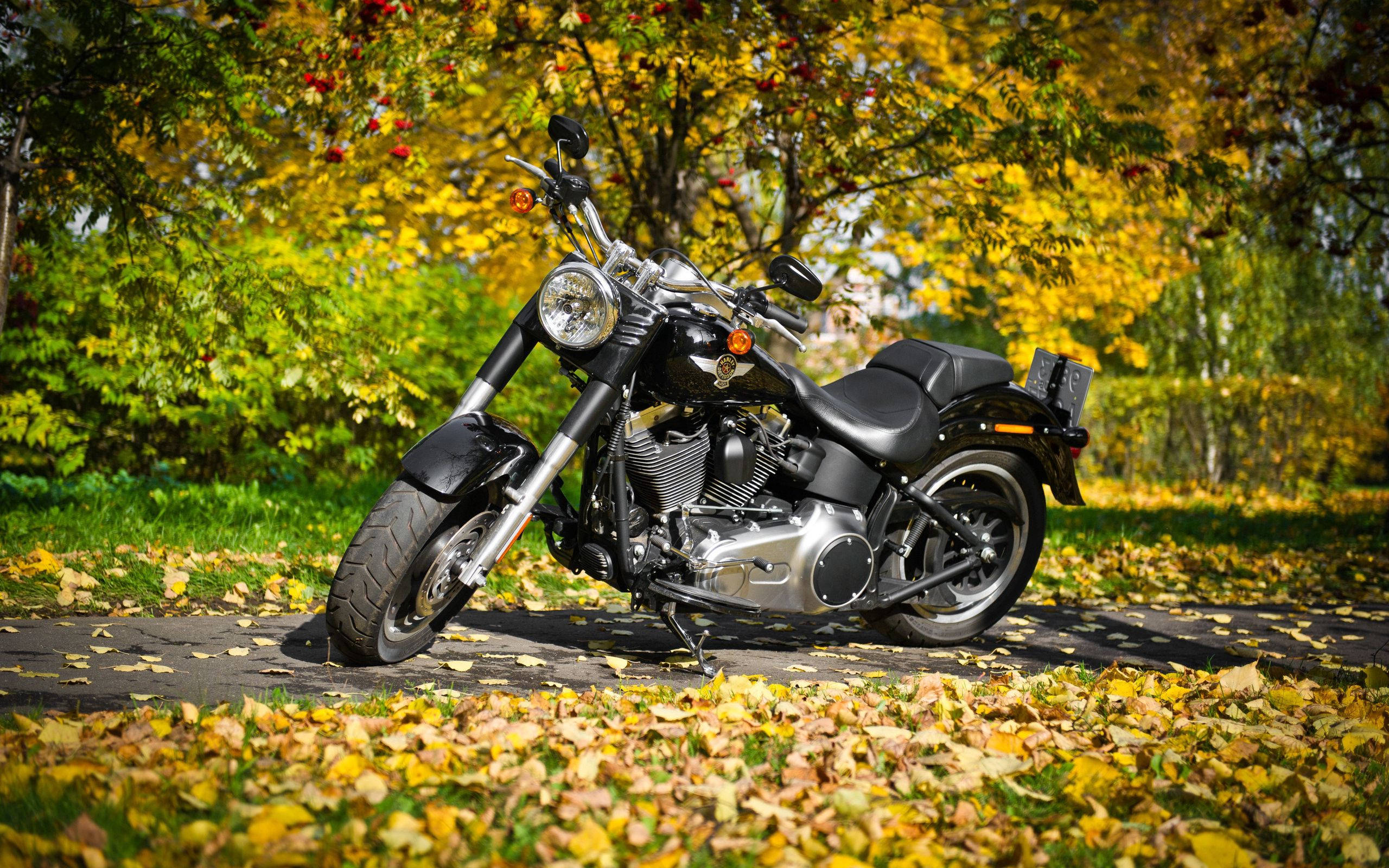Harley 桌布 壁紙 — 一輛黑色巡航機車停泊在鋪滿落葉的小徑上，上方是金黃的秋樹。