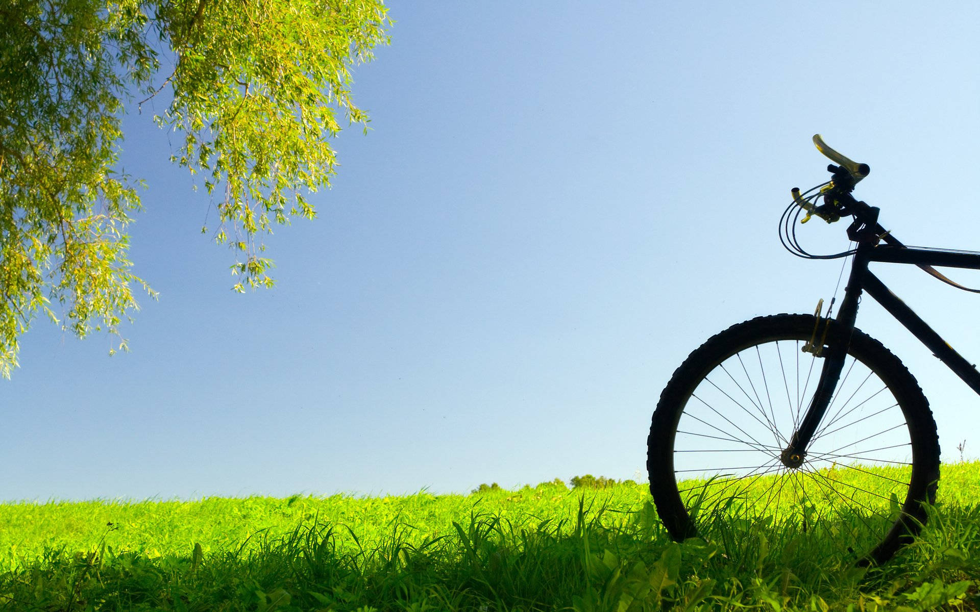 Mountain Bike 桌布 壁紙 — 一輛黑色自行車停放在充滿活力的綠色草地上，上方是晴朗的藍天和陽光照耀的樹枝。