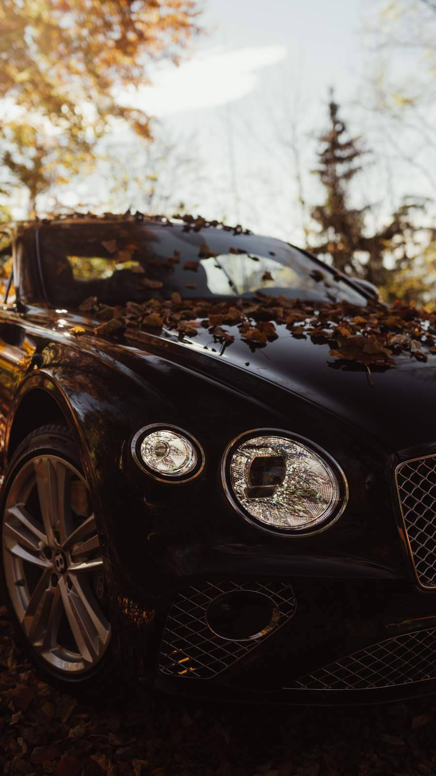 bentley iPhone 桌布 壁紙 — 一輛黑色豪華車覆蓋著金色秋葉，停在溫暖陽光穿過樹木照射的地方。
