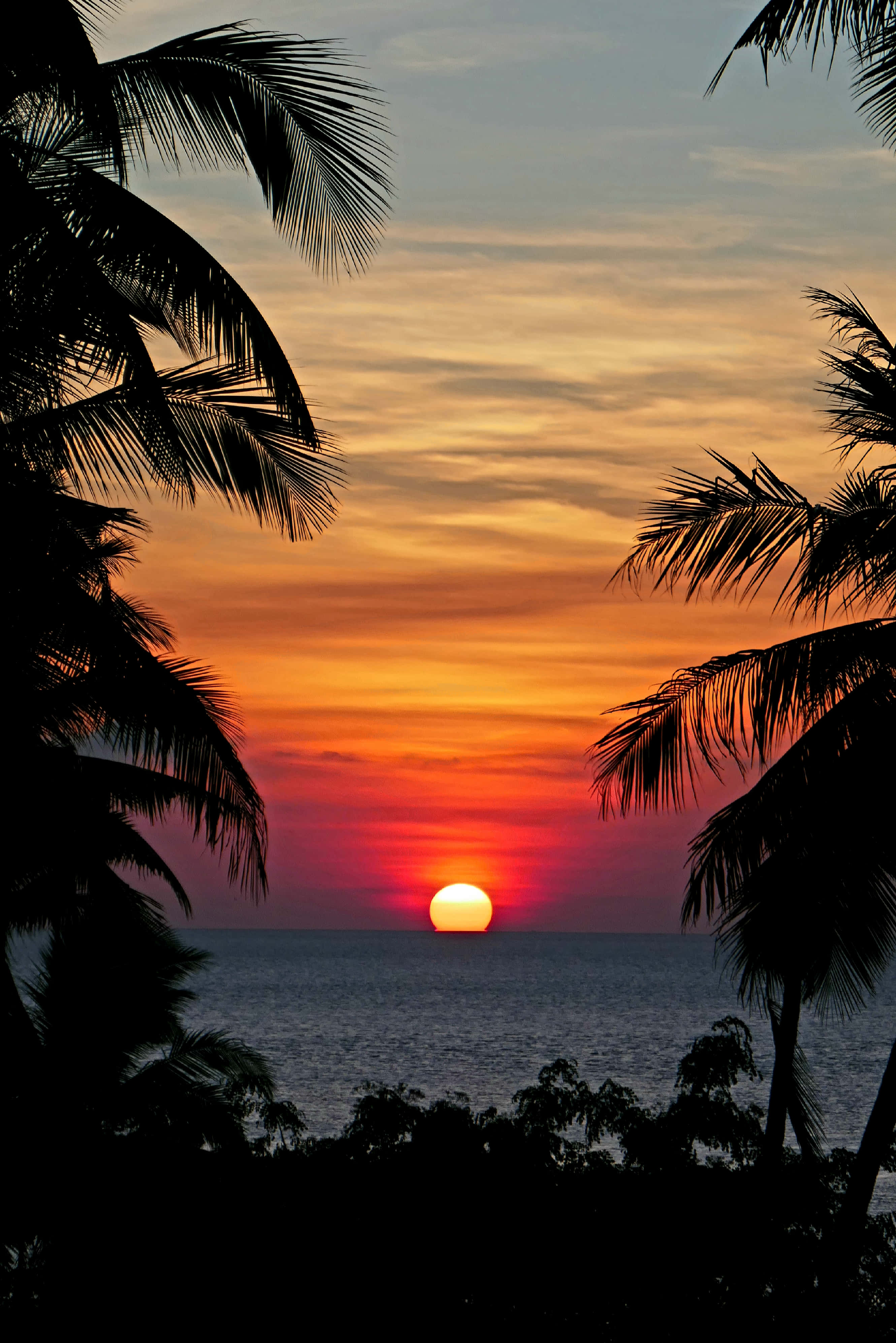 海灘日落 桌布 壁紙 — 一輪充滿活力的夕陽在海洋上空發出橙色和紅色的光芒，被剪影般的棕櫚葉框住。