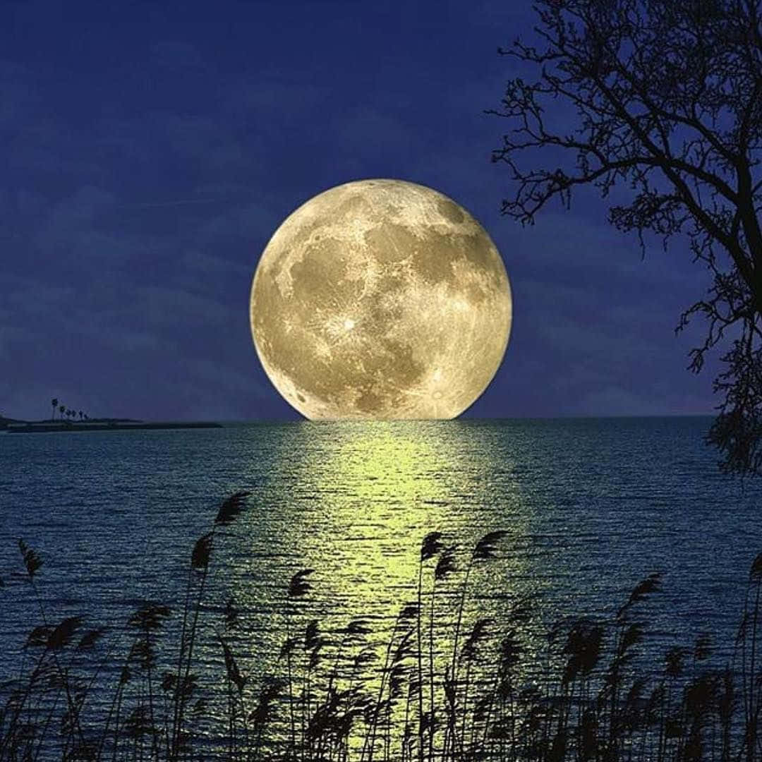 Beautiful Moon 桌布 壁紙 — 一輪巨大的發光滿月在平靜的海面上升起，投射出金色的倒影，而蘆葦和光禿的樹枝剪影在夜晚框住了這一幕。