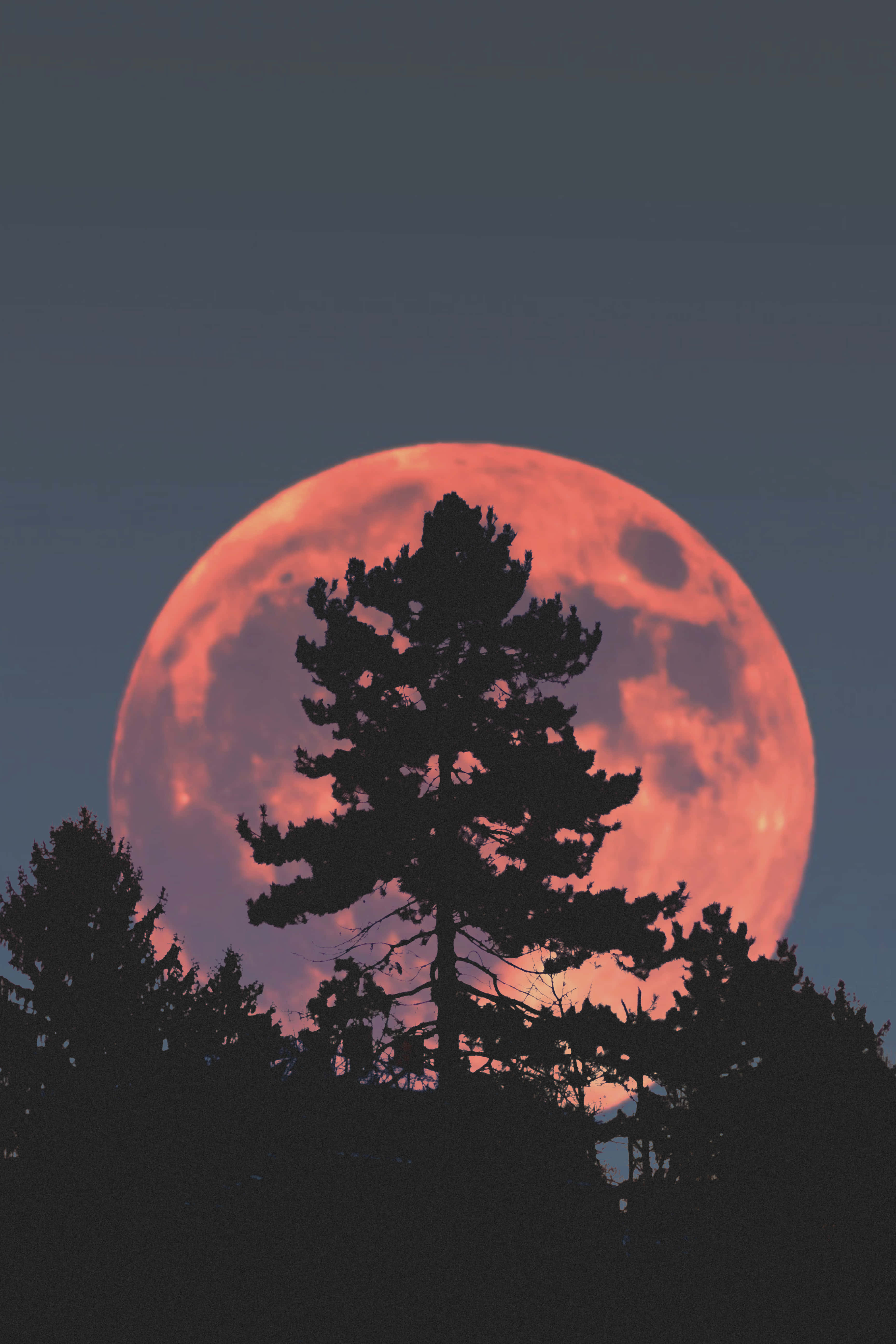 Cool Moon 桌布 壁紙 — 一輪巨大的發光紅月在昏暗的天空背景下，從松樹的黑色剪影後升起。