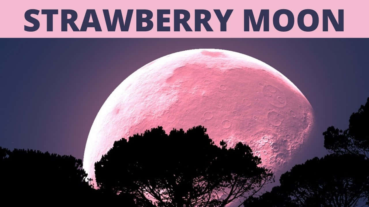 Pink Moon Real 桌布 壁紙 — 一輪巨大的粉紅草莓月亮在暮色天空的襯托下，從樹木剪影後升起。