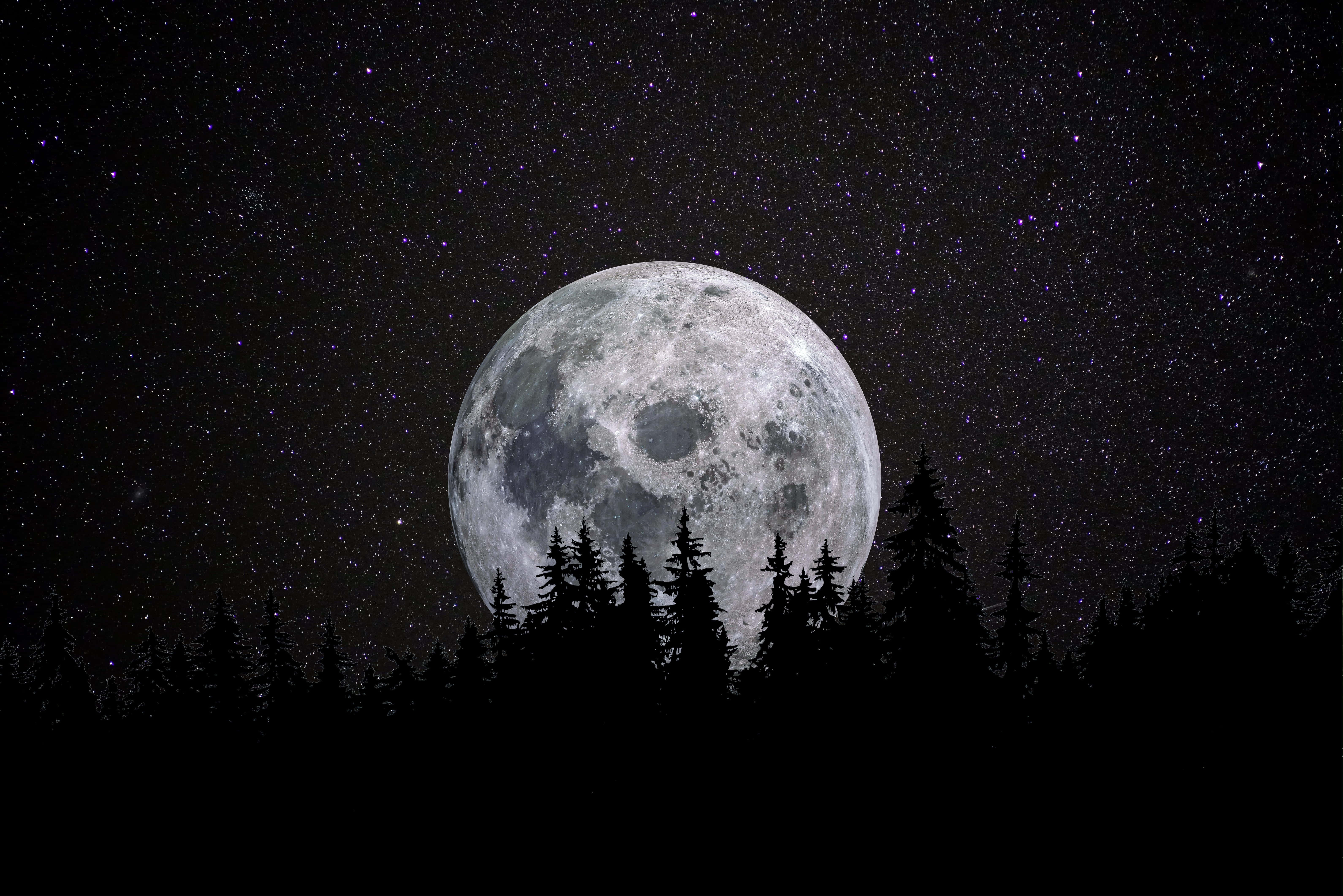 Moon Night 桌布 壁紙 — 一輪巨大而細節豐富的滿月在繁星點點的夜空下，從松樹的黑色剪影後升起。