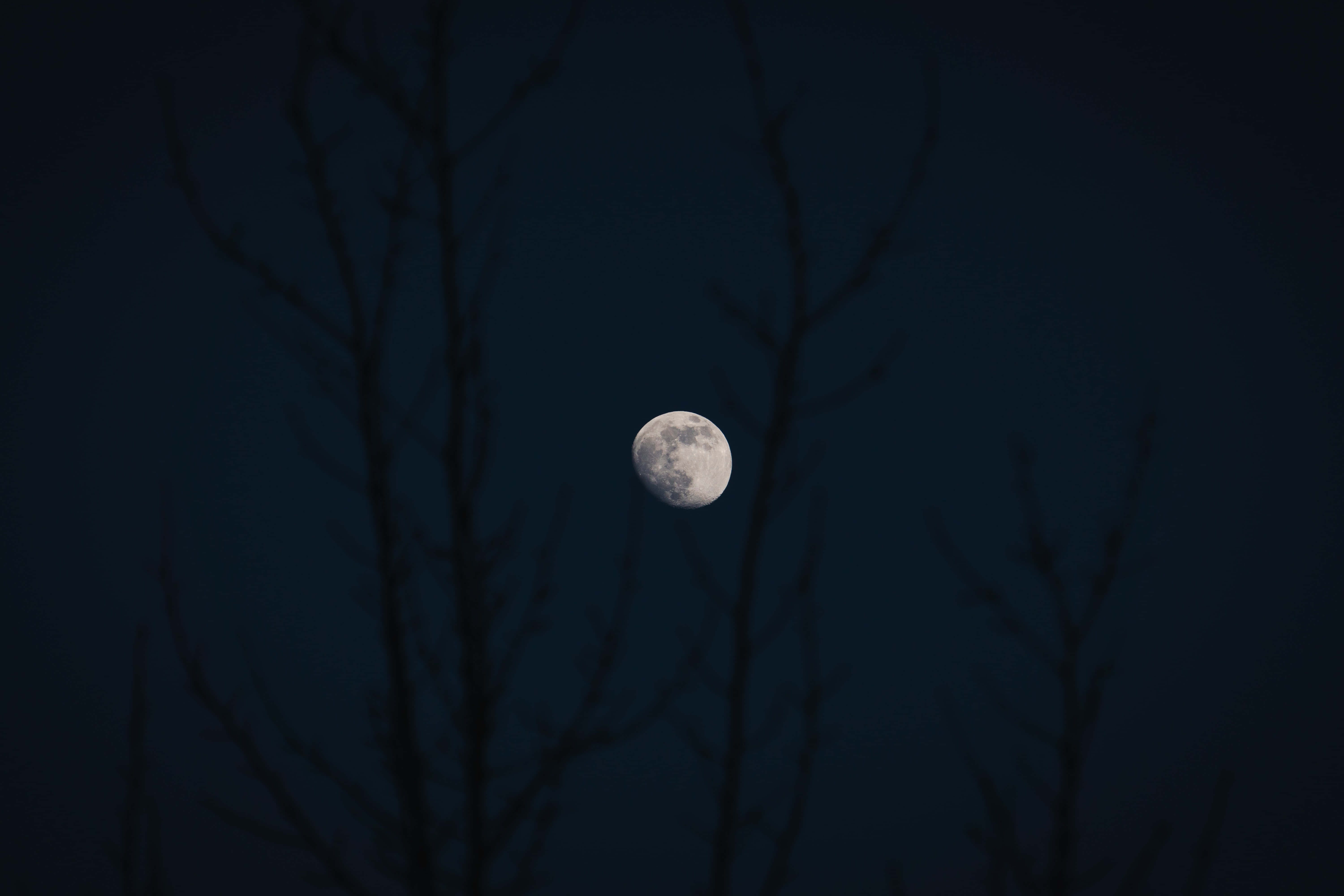 Night Sky Moon 桌布 壁紙 — 一輪明亮的月亮掛在深藍色的夜空，被光禿樹枝的鮮明剪影框住。