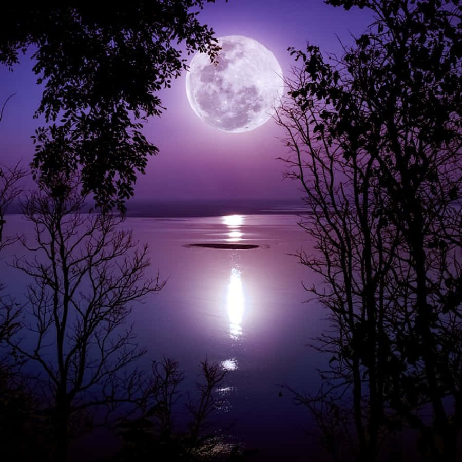 Beautiful Moon 桌布 壁紙 — 一輪明亮的滿月在夜間將絢麗的紫色光芒投射在寧靜的湖面上，湖邊環繞著樹木的剪影。