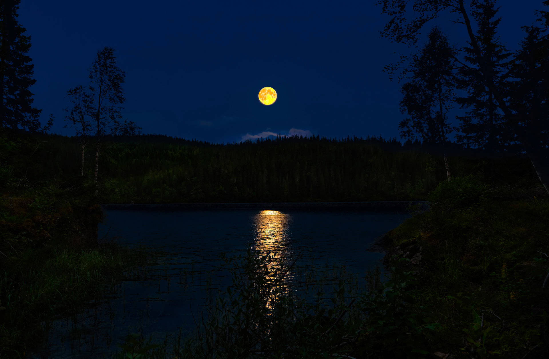 Beautiful Full Moon 桌布 壁紙 — 一輪明亮的滿月在夜間將金色光芒投射在被茂密森林環繞的寧靜湖面上。