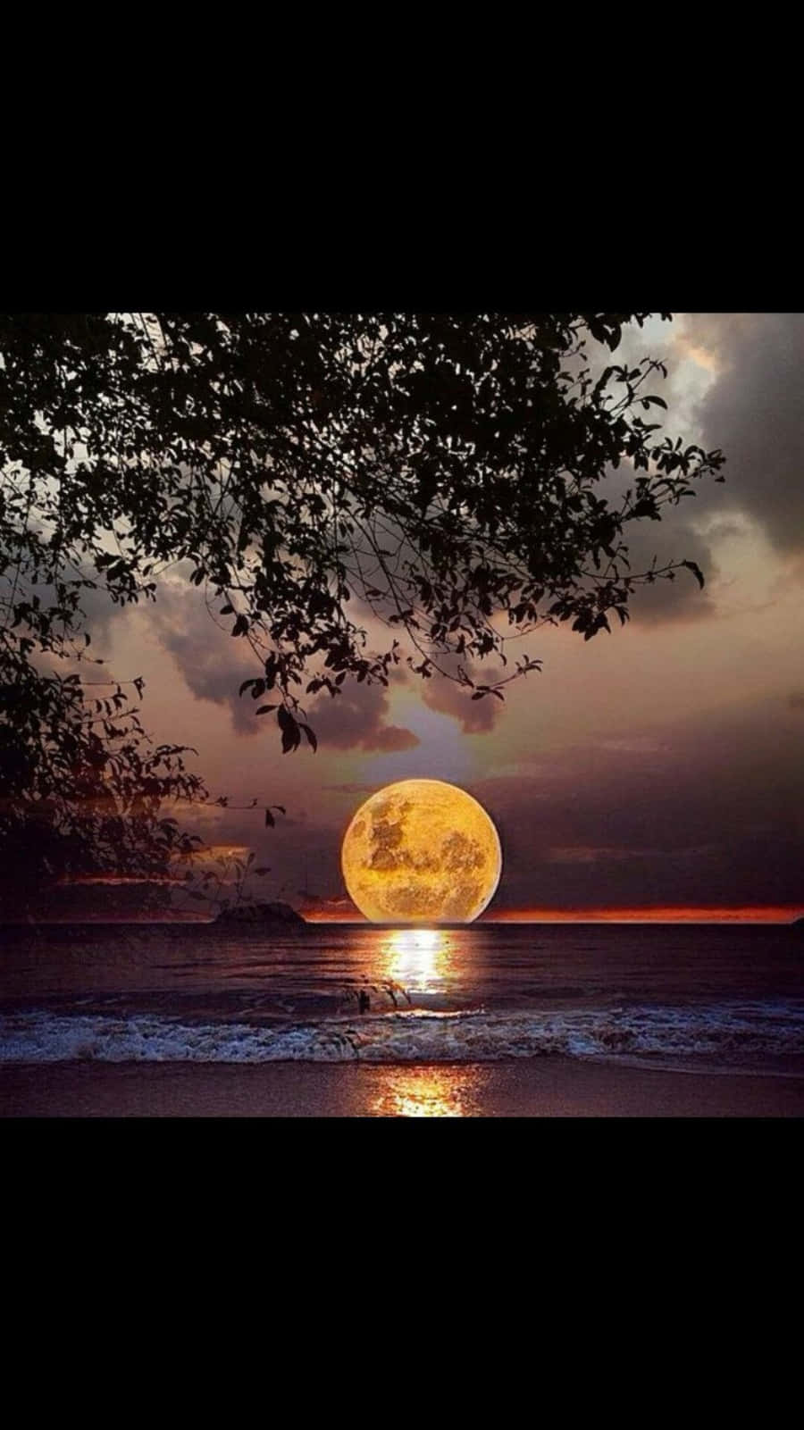 Beautiful Moon 桌布 壁紙 — 一輪明亮的滿月在平靜的海洋上升起，樹枝的剪影在暮色天空中框住了這一幕。