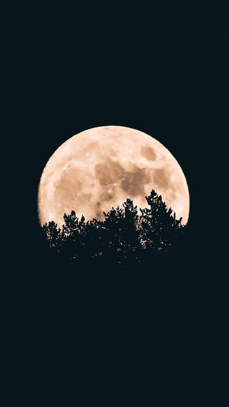 Scary Halloween iPhone 桌布 壁紙 — 一輪明亮的滿月在深沉的夜空下，在松樹的黑暗剪影後方發光。