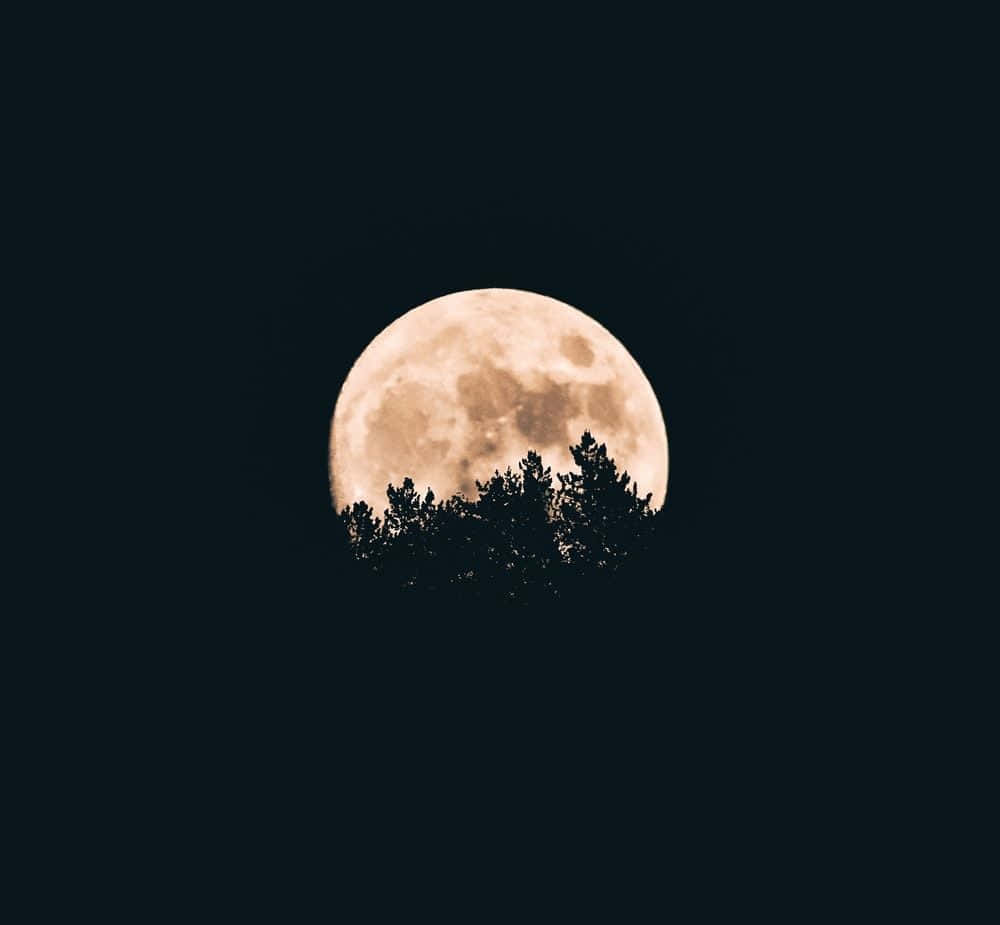 月光 桌布 壁紙 — 一輪明亮的滿月在深沉的夜空背景下，在松樹線的黑暗剪影後發光。