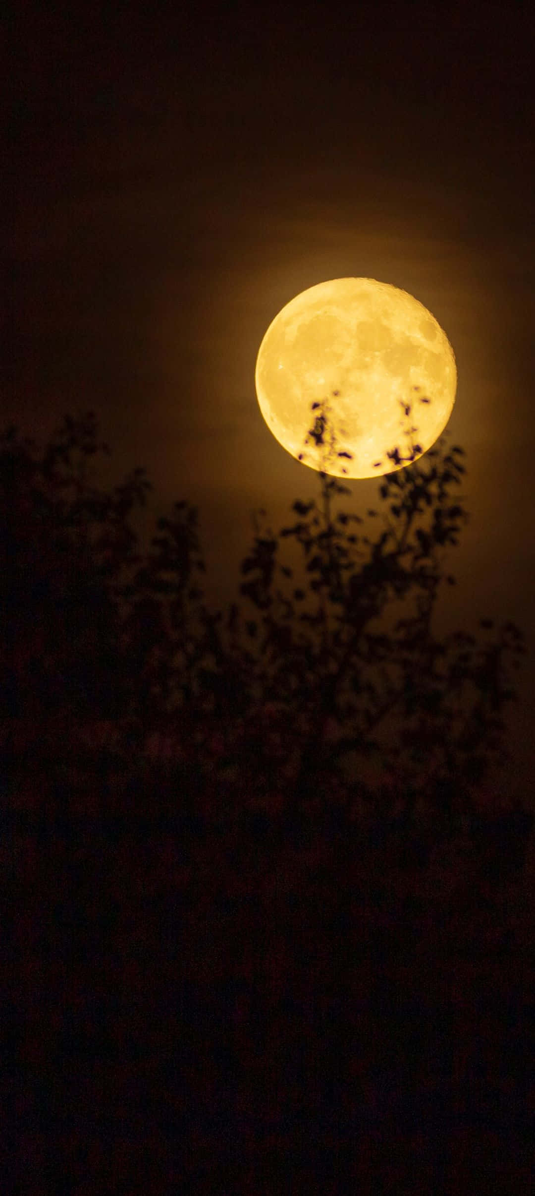 1080x2412 桌布 壁紙 — 一輪明亮的滿月在深沉的夜空背景下，溫暖地照耀在黑暗的樹枝剪影之後。