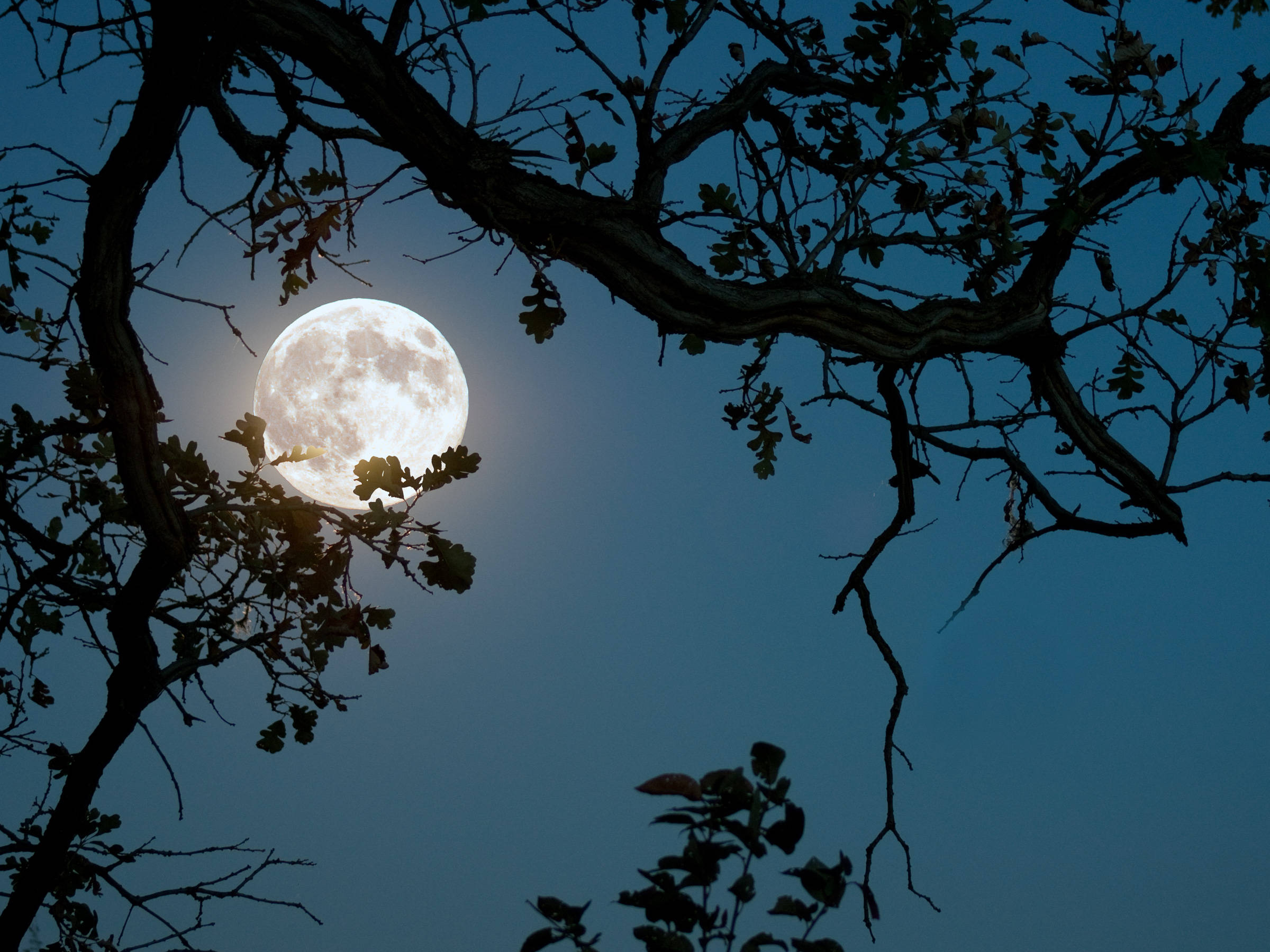 Beautiful Full Moon 桌布 壁紙 — 一輪明亮的滿月在深邃的暮色天空中，於錯綜複雜的樹枝剪影後發光。