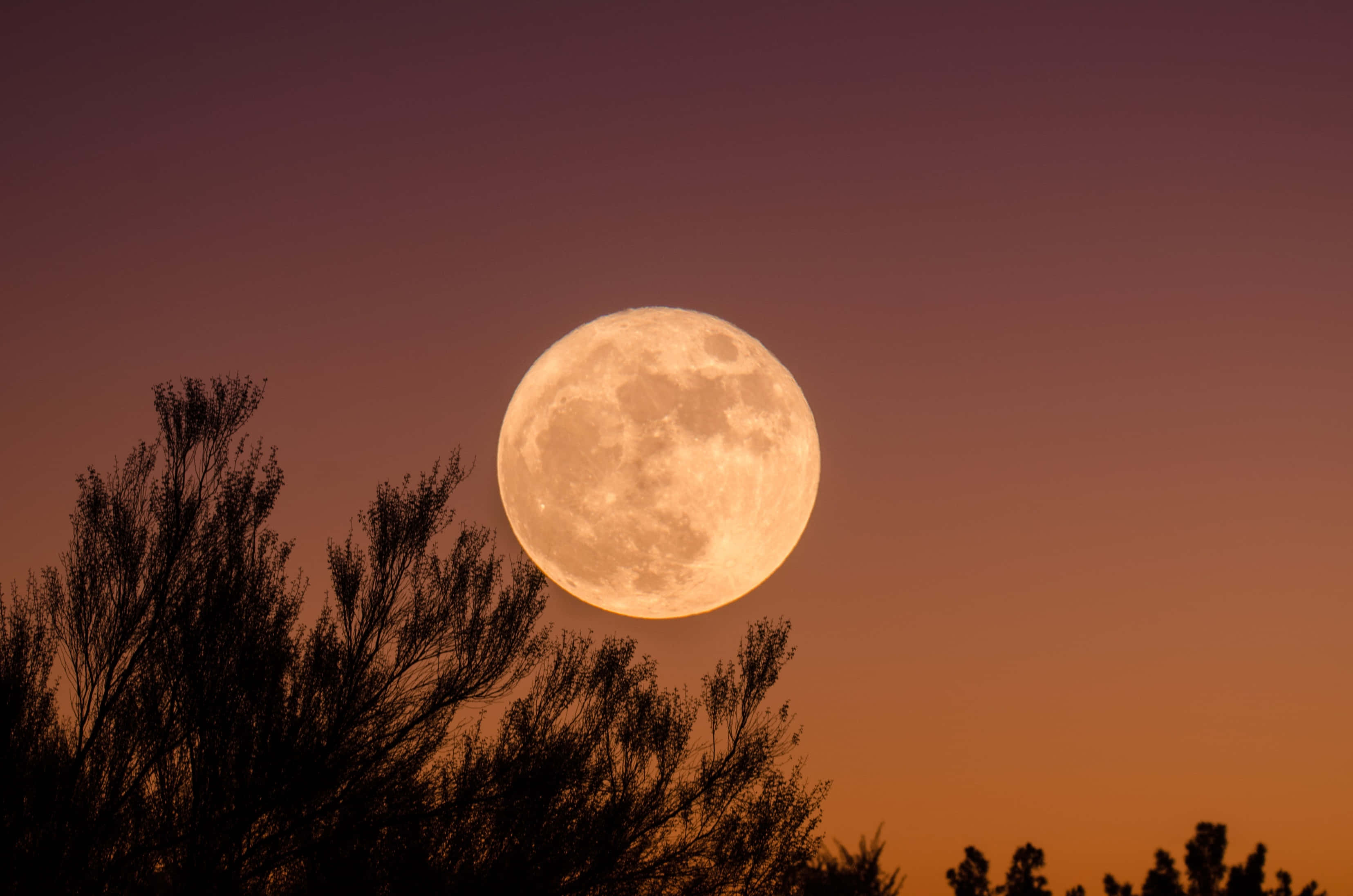 Beautiful Moon 桌布 壁紙 — 一輪明亮的滿月在漸變的暮色天空中閃耀琥珀色光芒，被黑暗的樹木剪影所環繞。