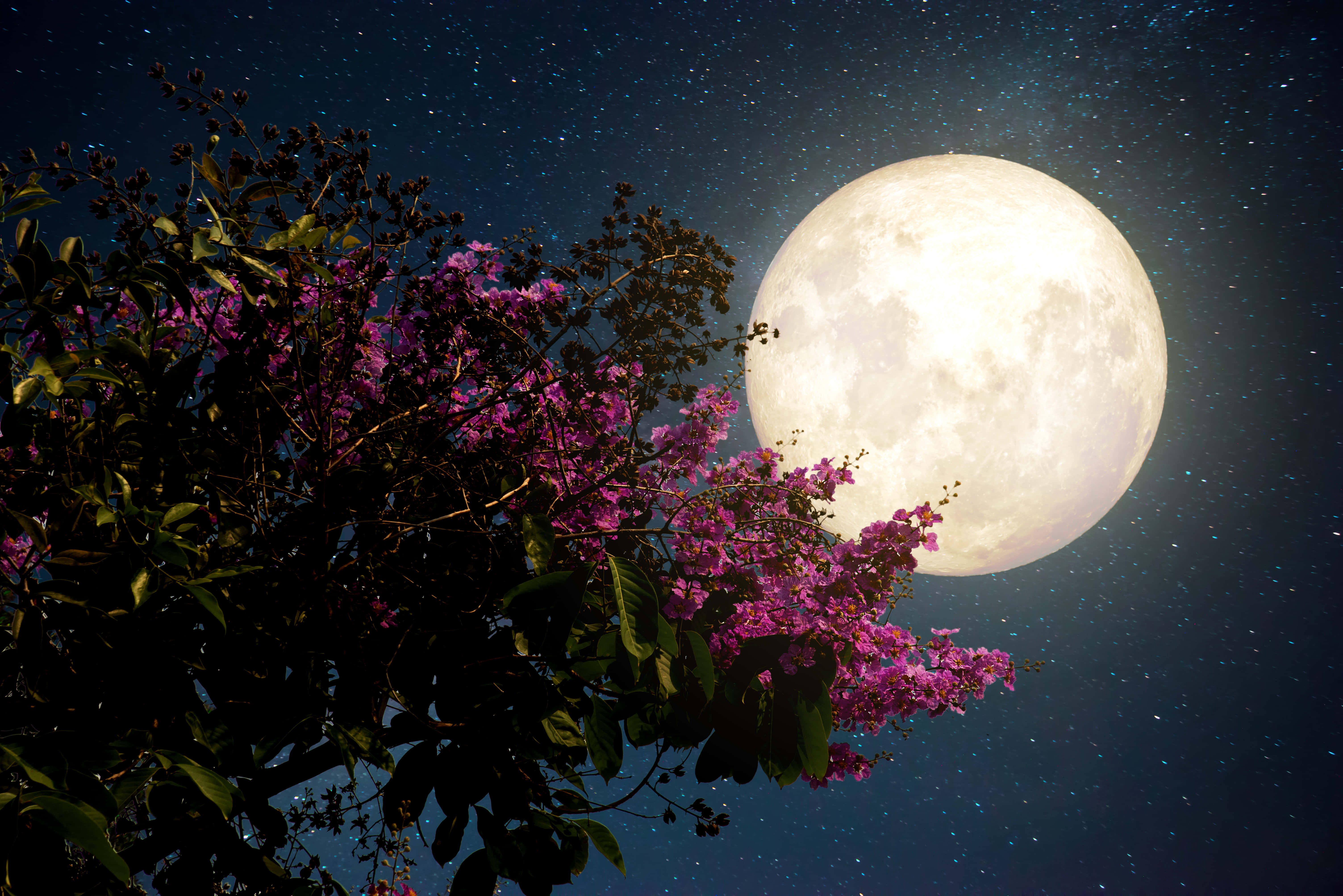 Pretty Moon 桌布 壁紙 — 一輪明亮的滿月在繁星點點的夜空下，在開滿鮮豔紫色花朵的剪影樹後發光。