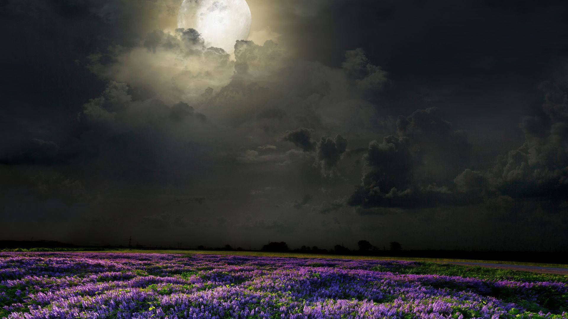 花 桌布 壁紙 — 一輪明亮的滿月穿透黑暗的暴風雲，照耀著夜晚廣闊的發光紫色野花田。