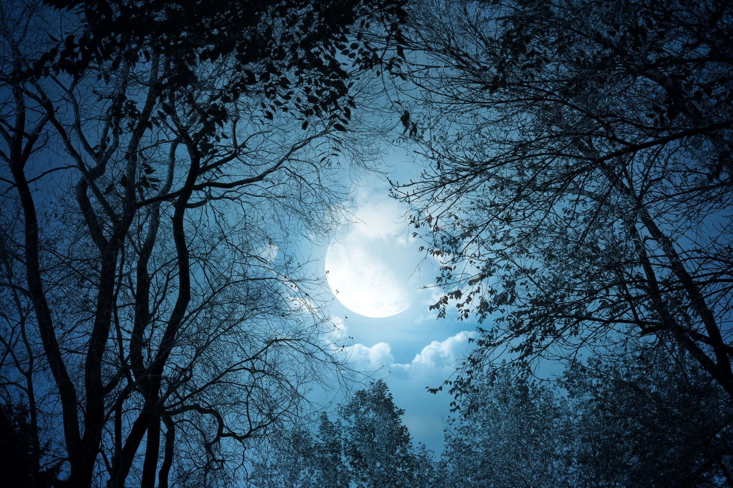 Moonlight 桌布 壁紙 — 一輪明亮的滿月穿過剪影般的樹枝，在深藍色夜空和縷縷雲彩中閃耀。