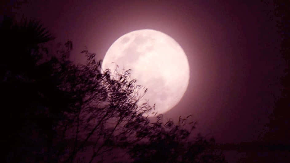 Pink Moon Real 桌布 壁紙 — 一輪明亮的滿月穿過剪影般的樹枝，在深紫色的夜空下閃耀。