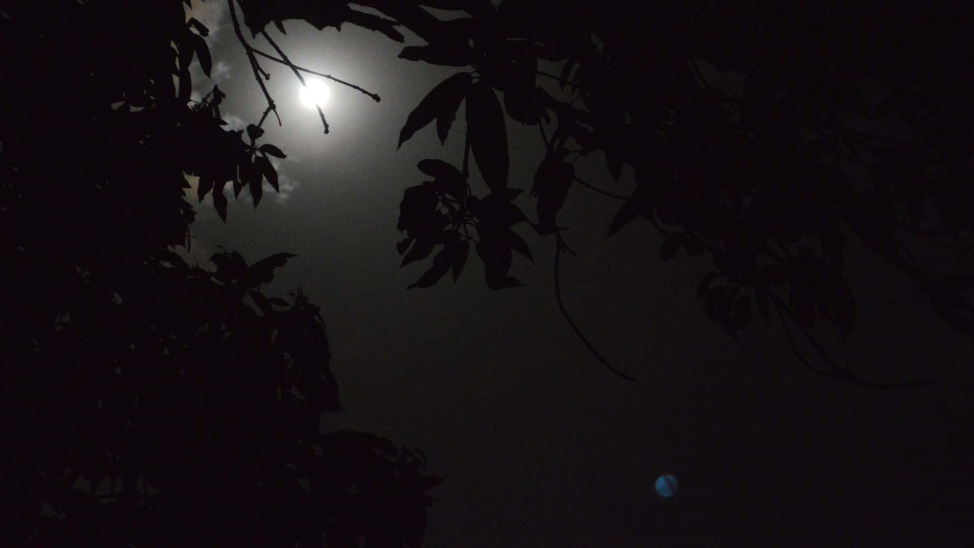 黑夜 桌布 壁紙 — 一輪明月穿過黑暗的樹影照耀，夜空中可見一顆微藍的行星。