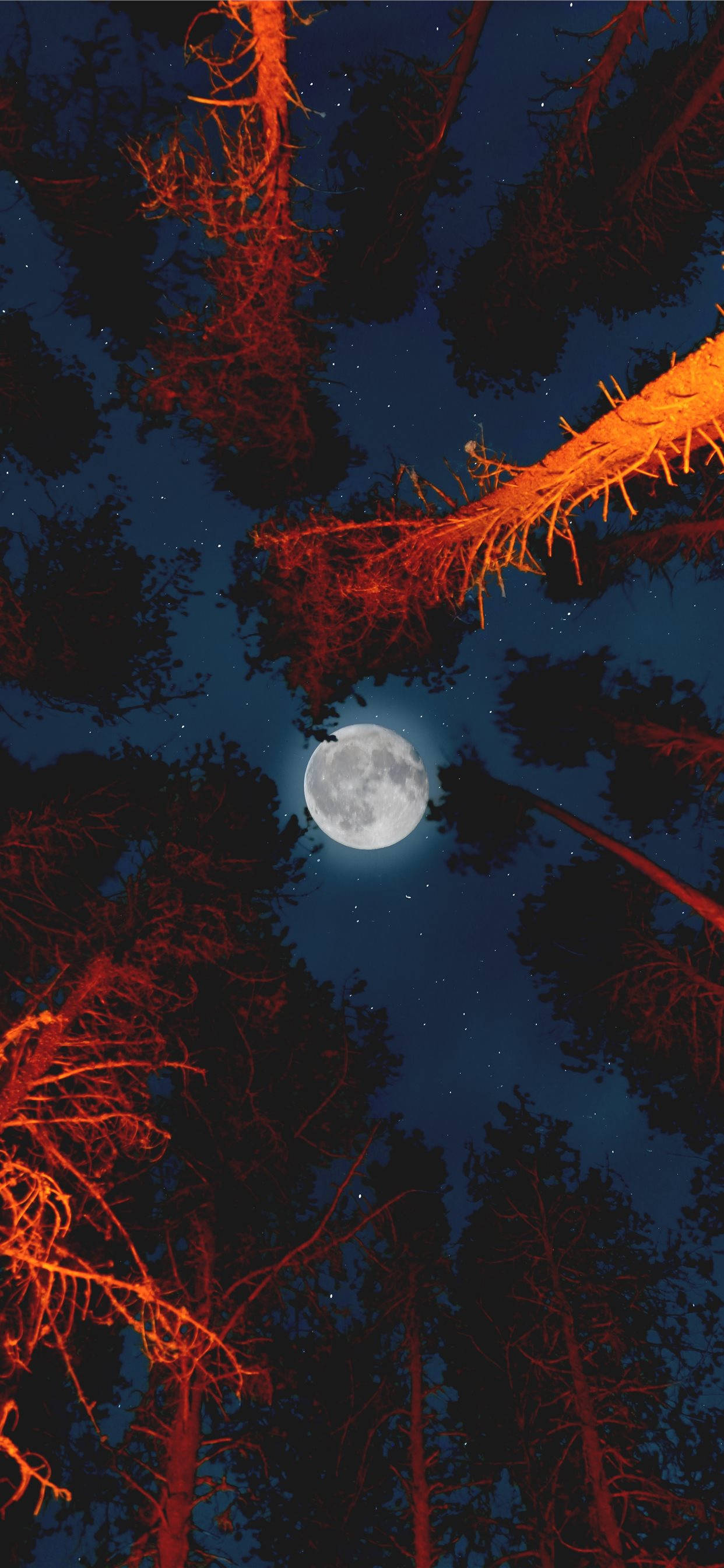 夜空 桌布 壁紙 — 一輪滿月在森林樹冠上方發光，火橙色的樹枝在繁星點點的夜空襯托下形成剪影。