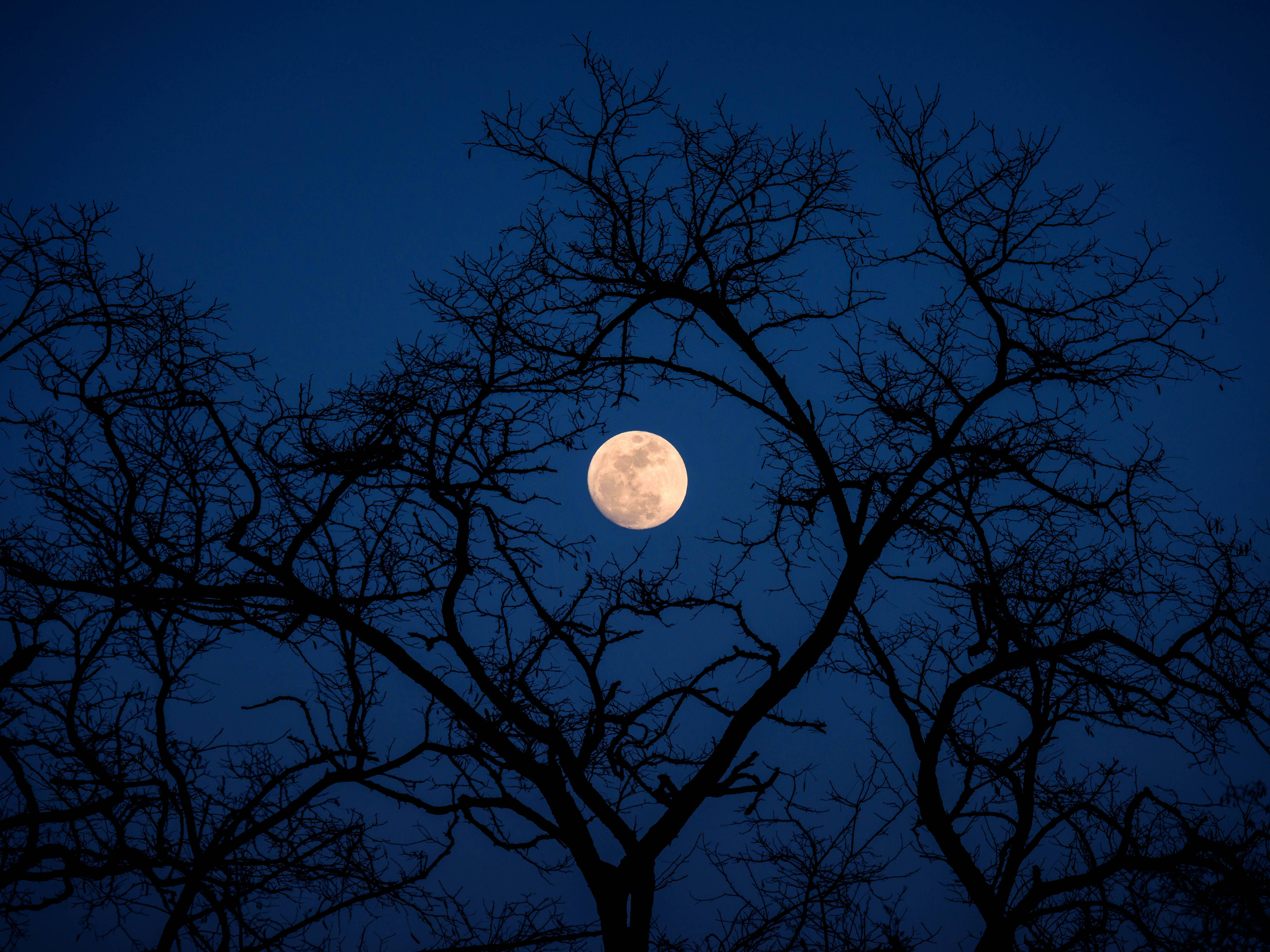 Beautiful Full Moon 桌布 壁紙 — 一輪滿月在深藍色夜空下，從無葉樹木錯綜複雜的暗枝後方柔和地發光。