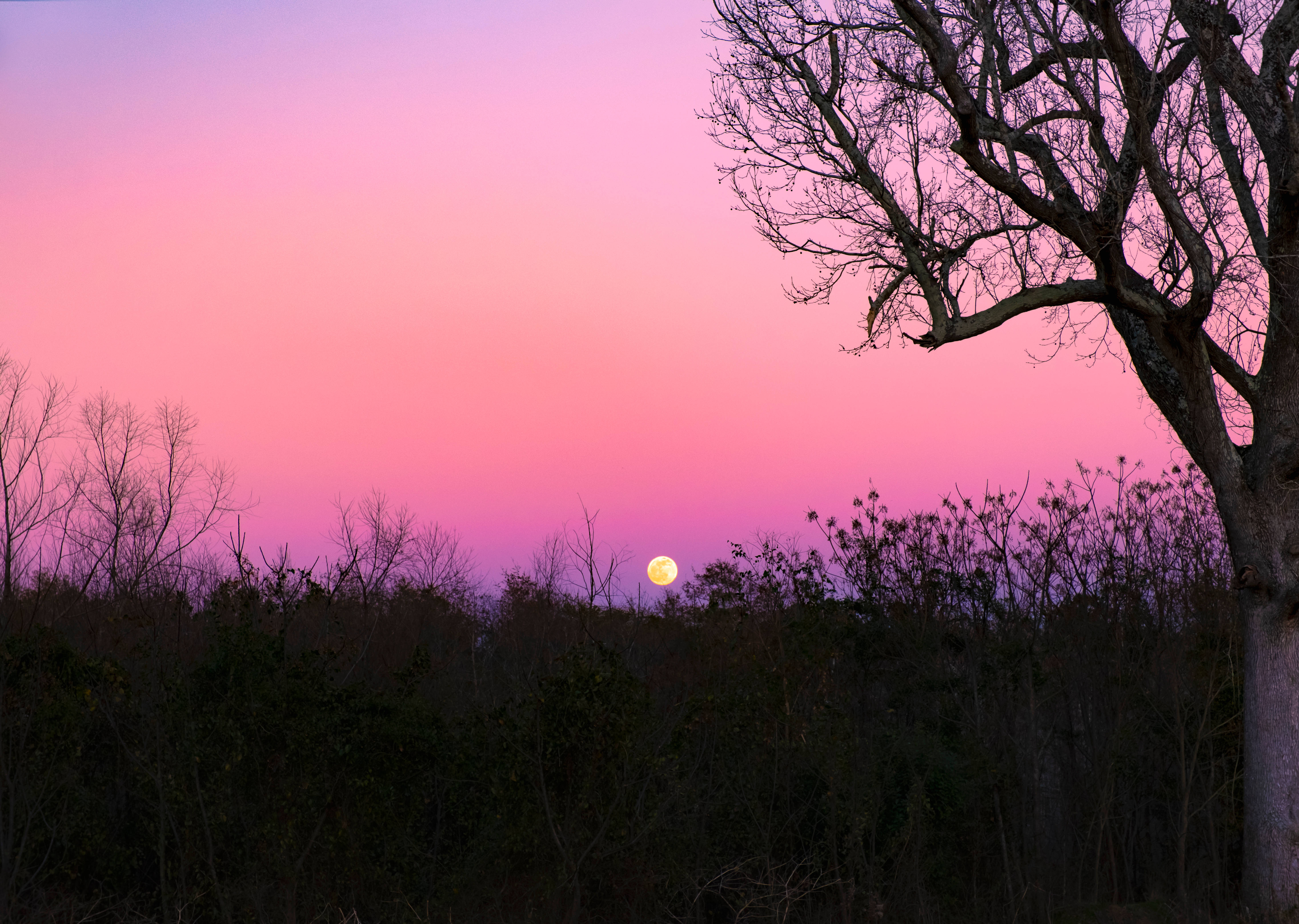 Beautiful Full Moon 桌布 壁紙 — 一輪滿月在黃昏時分照耀著剪影森林，天空呈現鮮豔的粉紅色和紫色。