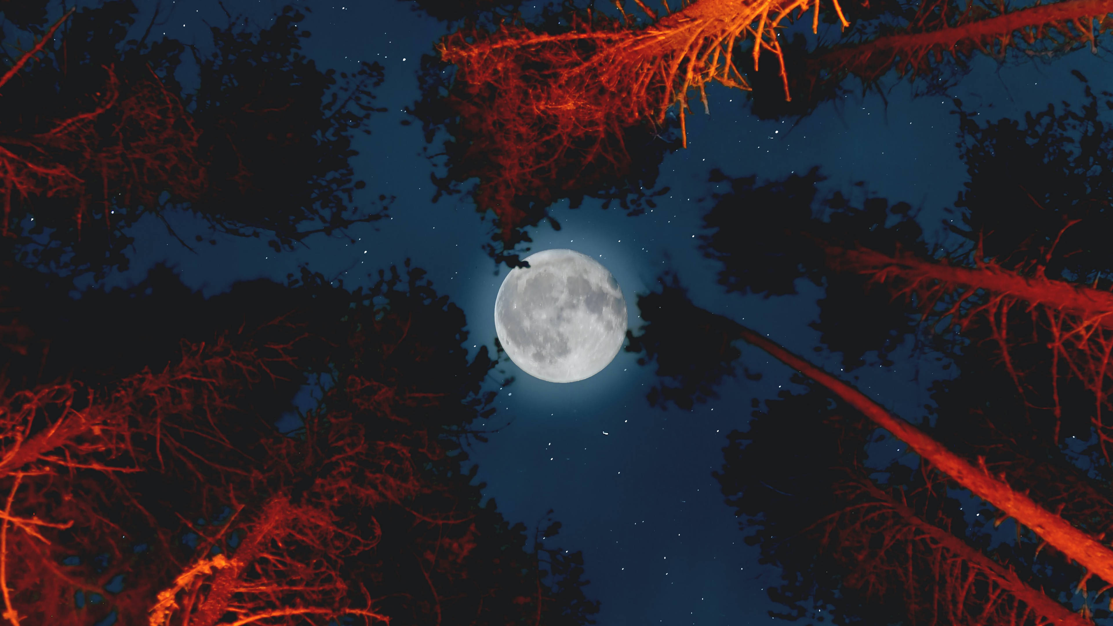 Beautiful Full Moon 桌布 壁紙 — 一輪滿月穿過深色樹木的樹冠，樹枝呈火橙色，映襯著繁星點點的夜空。