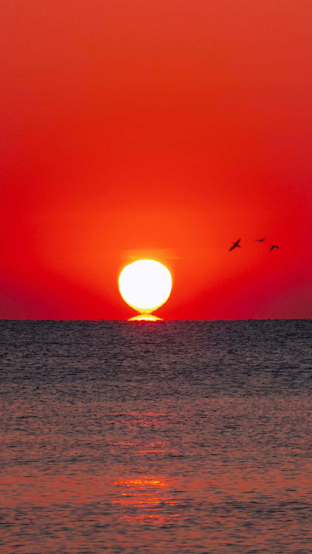 Android Summer 桌布 壁紙 — 一輪火紅的太陽在平靜的海面上沉入地平線，三隻鳥在發光的天空中飛翔。