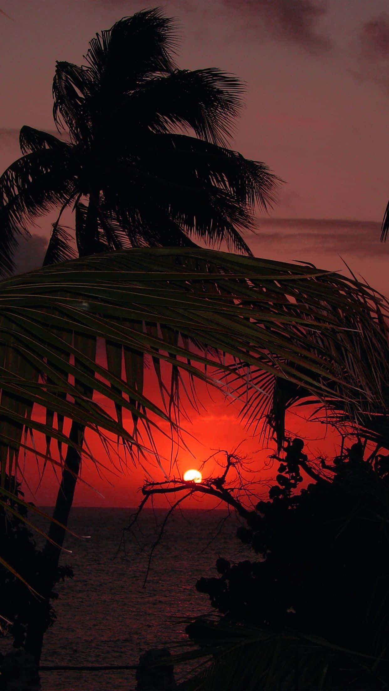 Tropical Aesthetic 桌布 壁紙 — 一輪熾熱的夕陽在平靜的海面上，襯托著棕櫚葉和一根孤枝的剪影，散發著光芒。