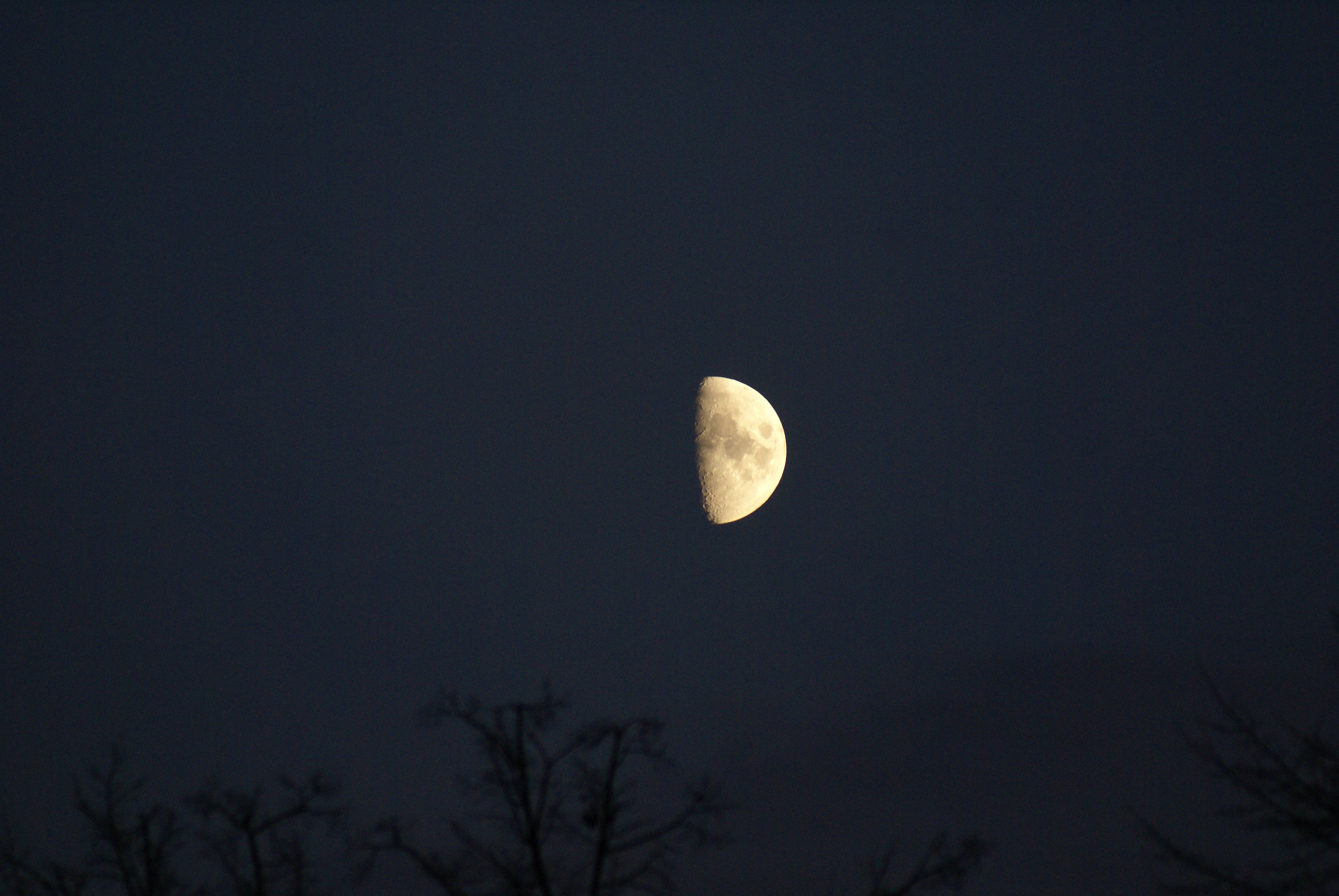 Moonlight 桌布 壁紙 — 一輪發光的彎月懸掛在深靛藍色的夜空中，下方是光禿樹枝的黑暗剪影。