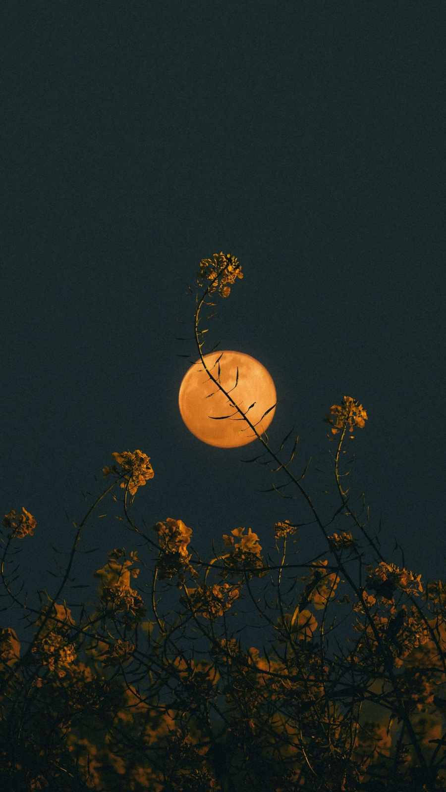 花 iPhone 桌布 壁紙 — 一輪發光的橙色月亮在深靛藍色夜空中的開花枝條剪影後升起。