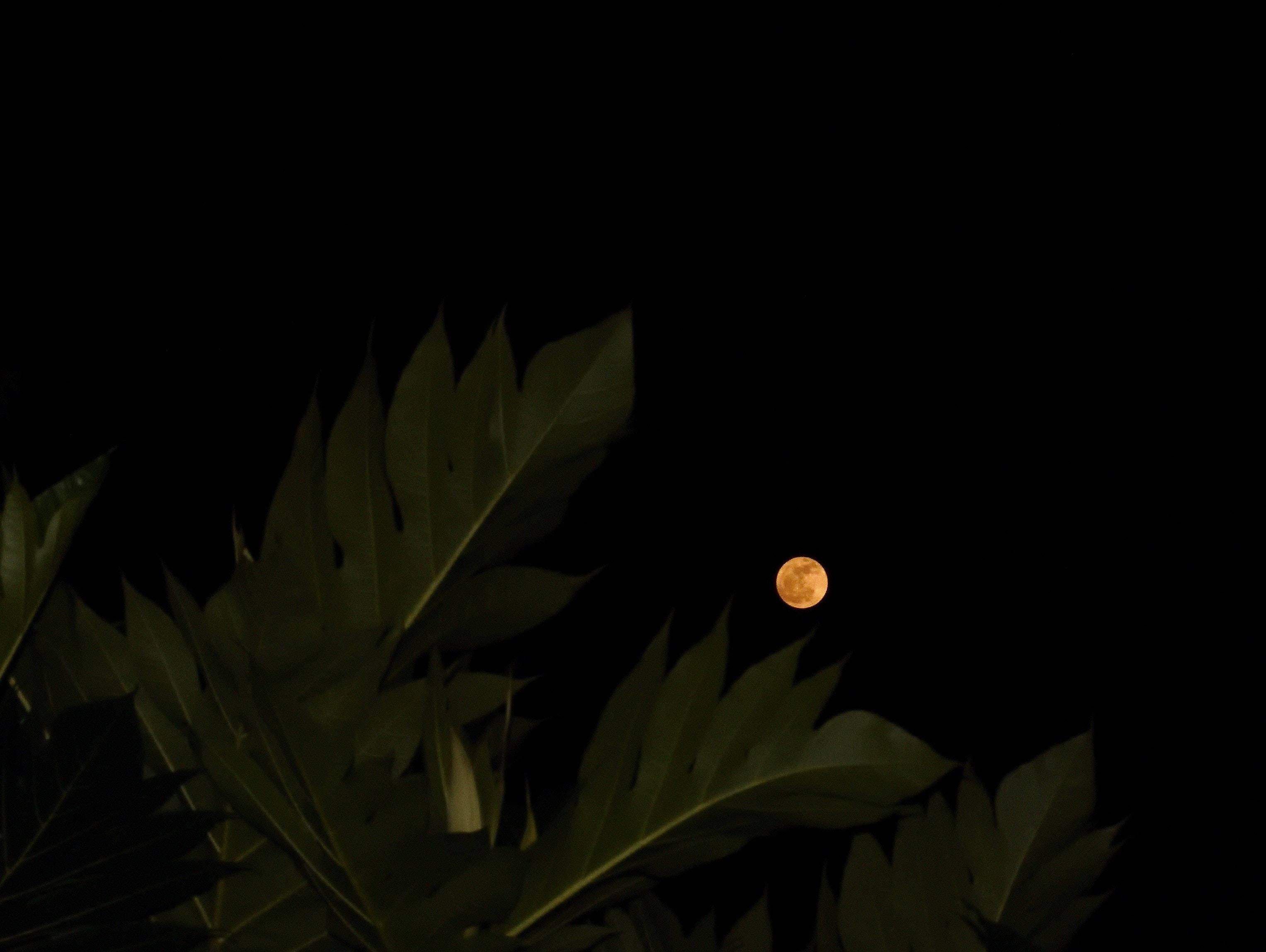 full moon 桌布 壁紙 — 一輪發光的橙色月亮從黑色夜空中的深色熱帶葉子剪影中探出頭來。