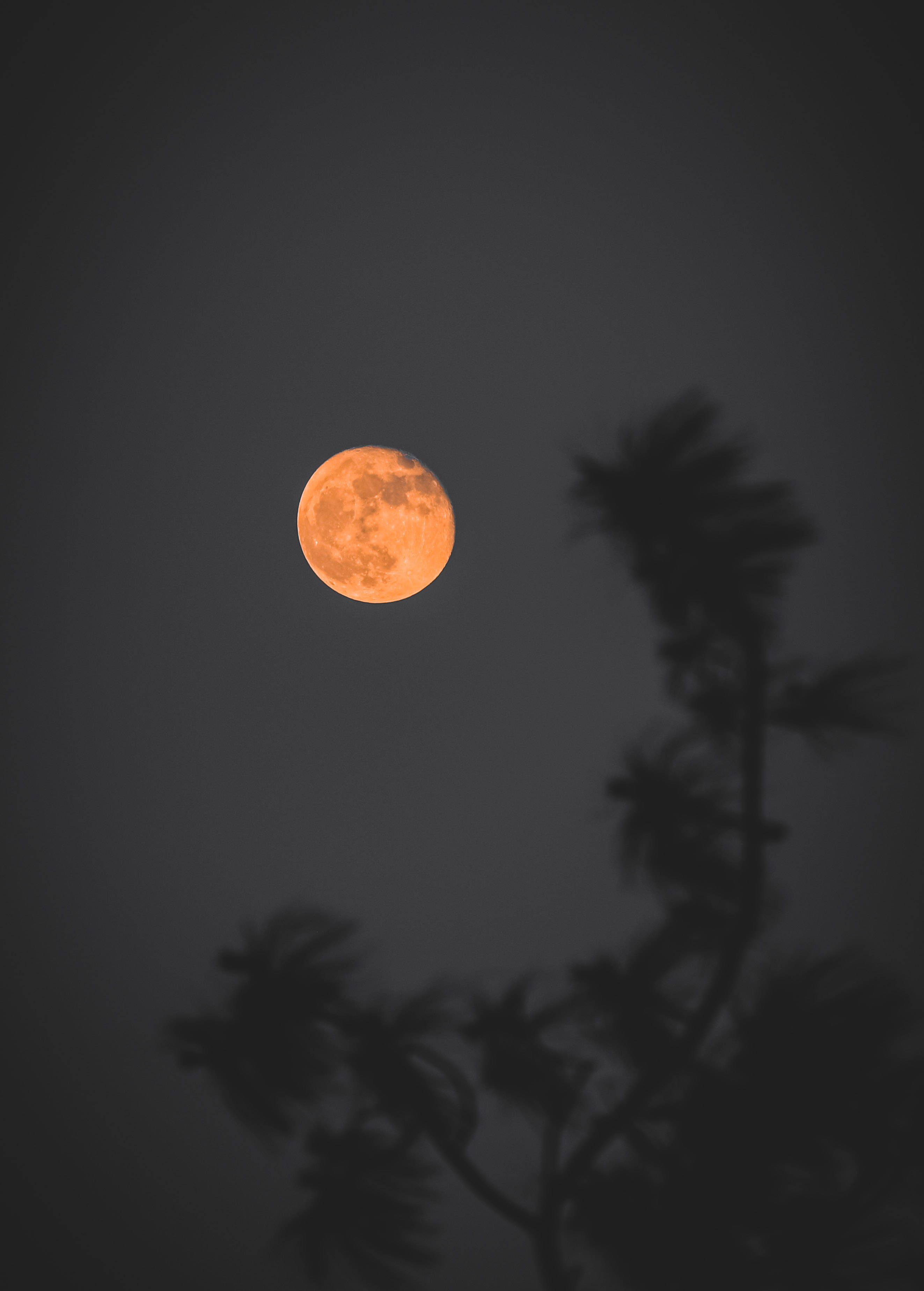 Beautiful Full Moon 桌布 壁紙 — 一輪發光的橙色滿月懸掛在黑暗的天空中，由棕櫚樹的剪影葉片框住。