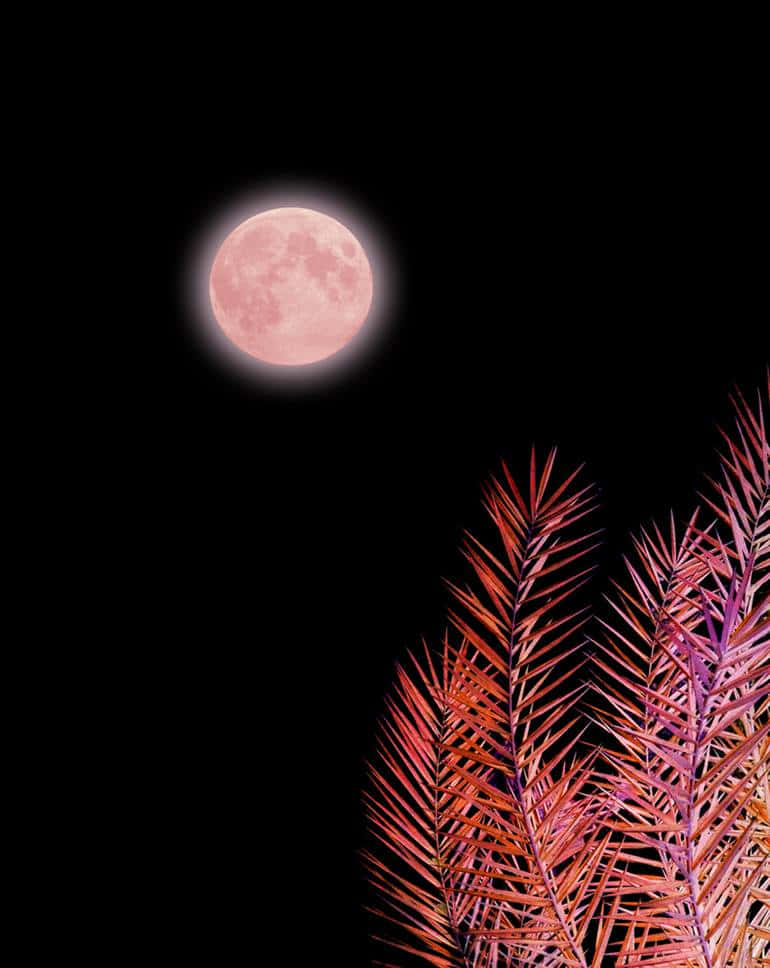 Pink Moon Real 桌布 壁紙 — 一輪發光的粉紅色滿月懸掛在黑色天空中，上方是鮮豔的紅色和紫色棕櫚葉。