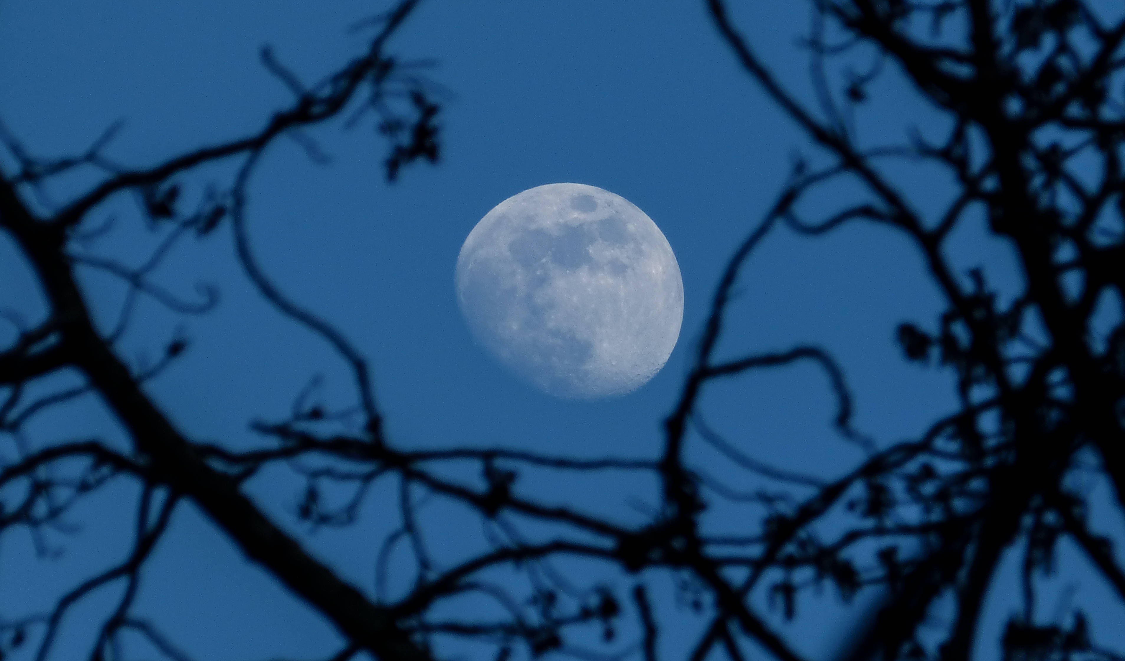 Moonlight 桌布 壁紙 — 一輪細節豐富的滿月，在深藍色夜空下發光，被黑暗的樹枝剪影框住。