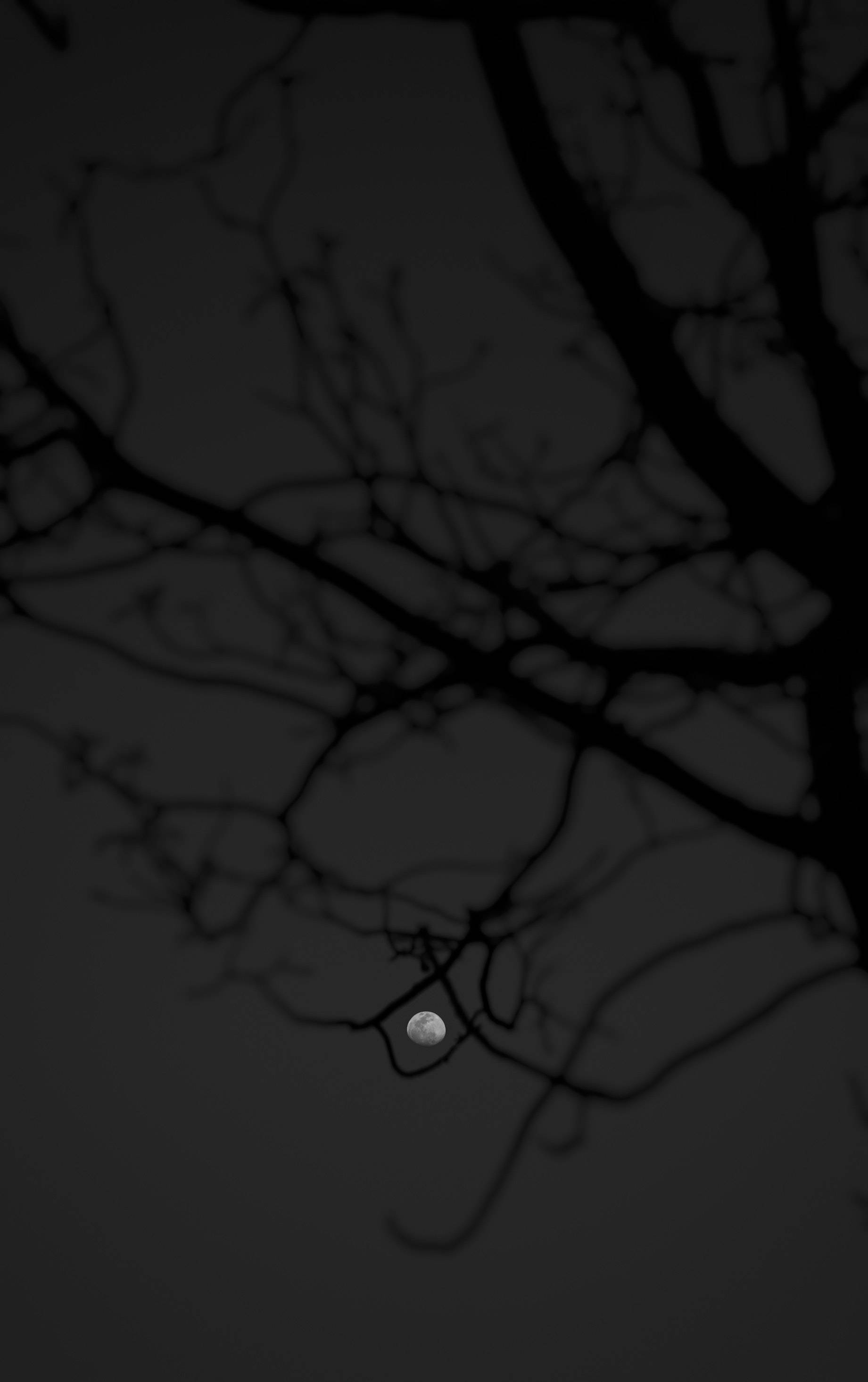 夜空 桌布 壁紙 — 一輪蒼白的月亮在錯綜複雜的深色樹枝後發光，映襯著柔和的灰色天空。