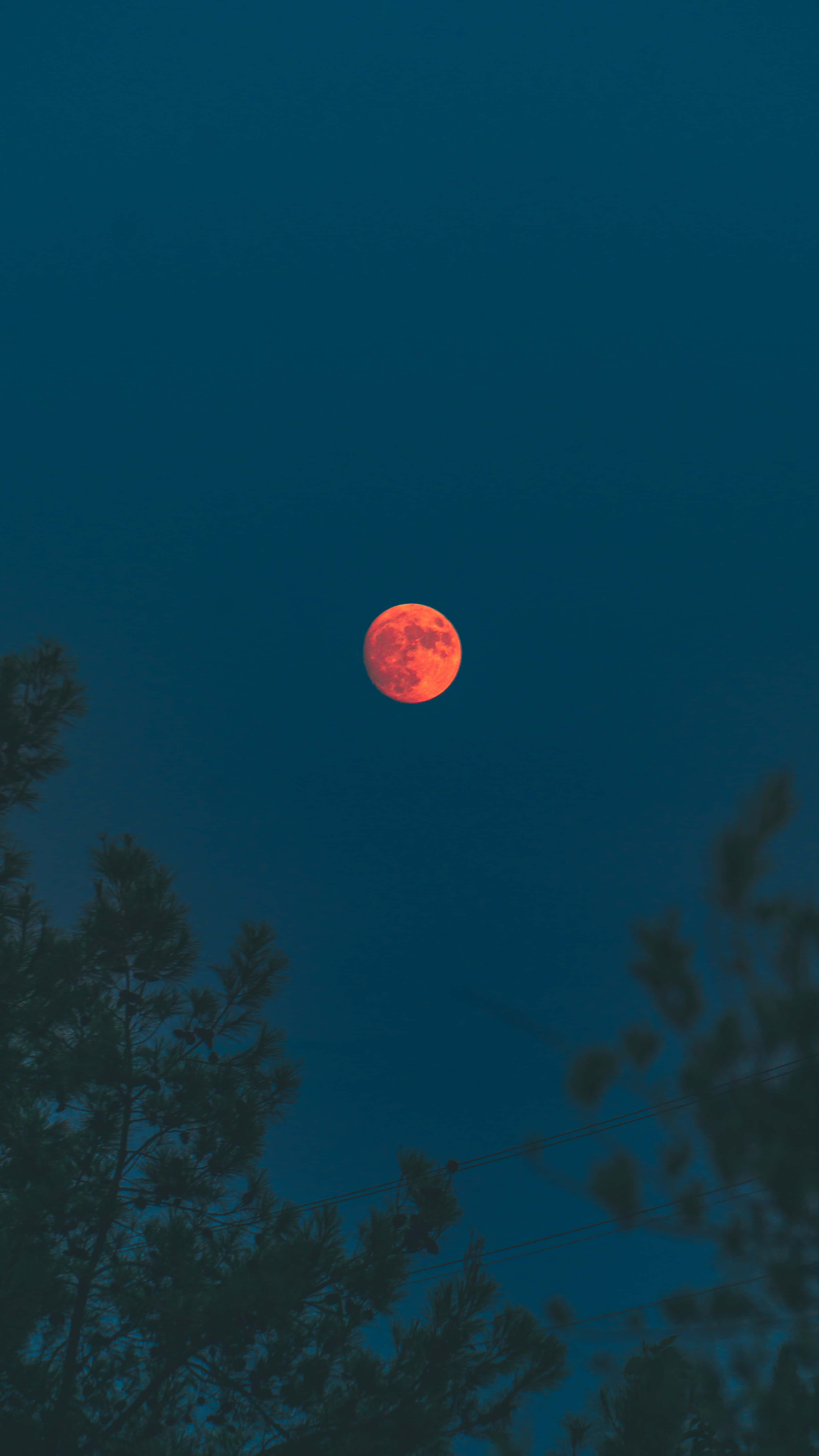 Beautiful Moon 桌布 壁紙 — 一輪鮮豔的橙色滿月在深藍綠色夜空下發光，被黑暗的樹枝剪影框住。
