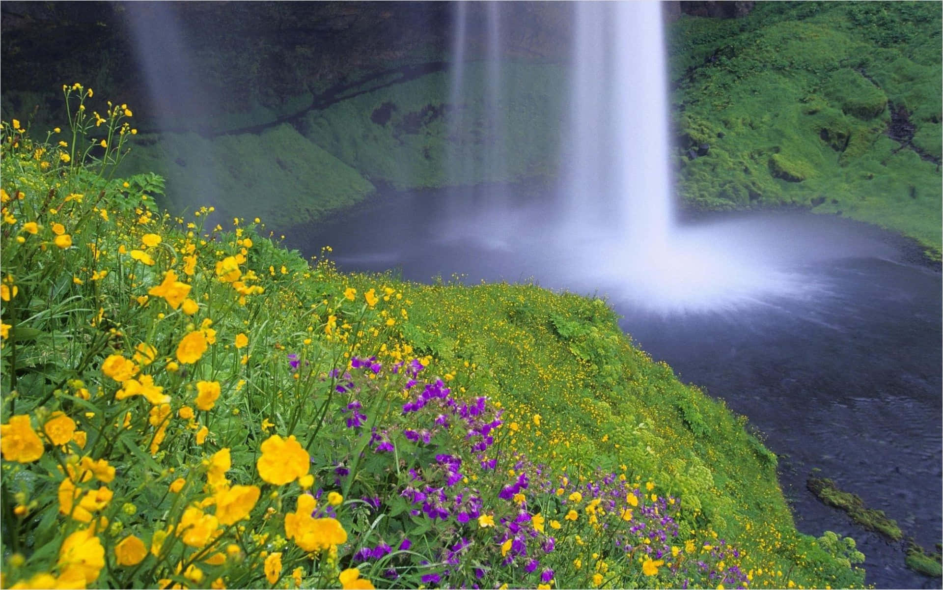 Waterfalls 桌布 壁紙 — 一道充滿活力的瀑布傾瀉而下，落入霧氣繚繞的水潭，四周環繞著茂密的綠植和黃色、紫色的野花。