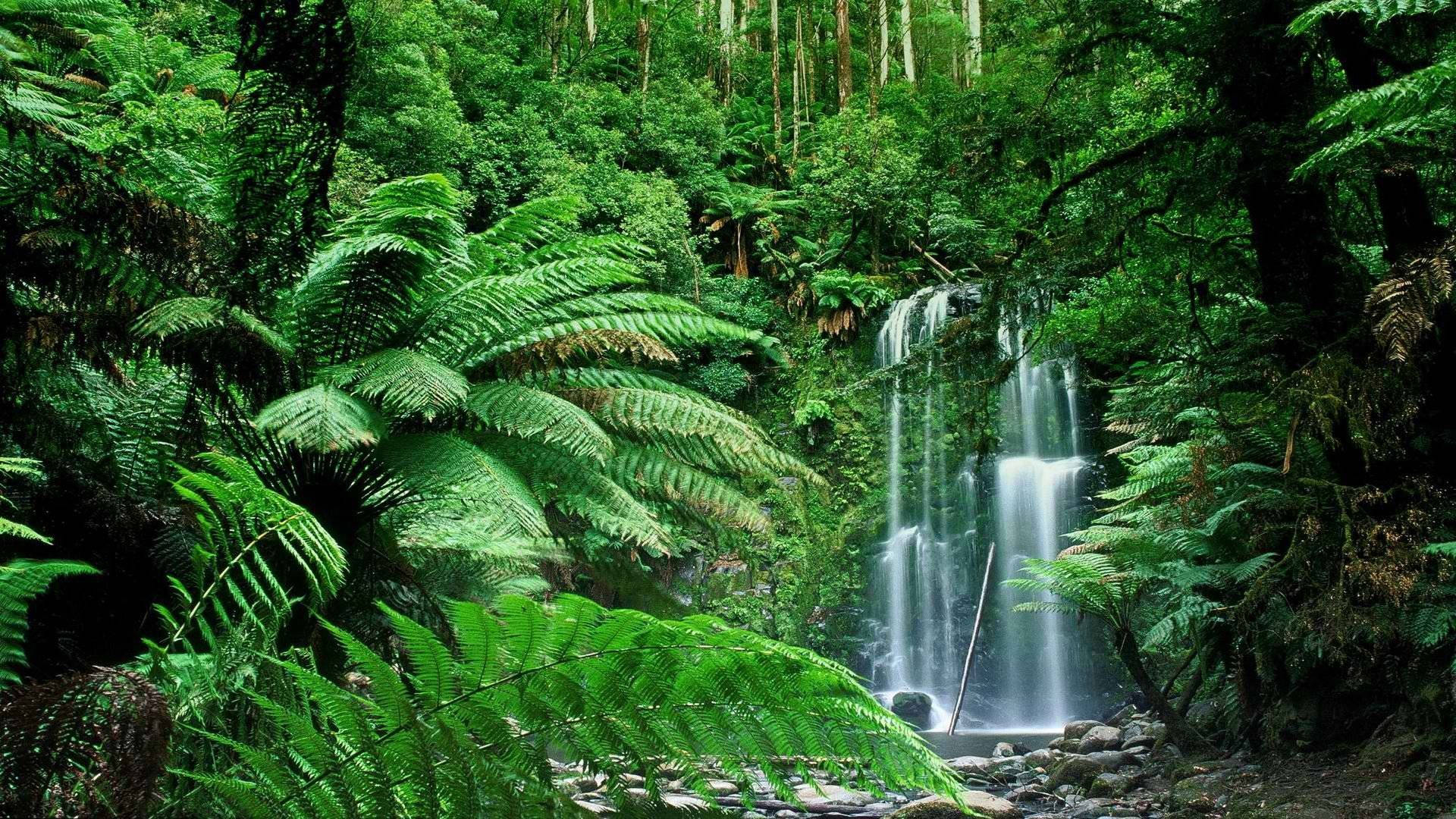 View 桌布 壁紙 — 一道寧靜的瀑布流過一個茂密的綠色森林，森林中聳立著高大的蕨類植物和濃密的樹葉。