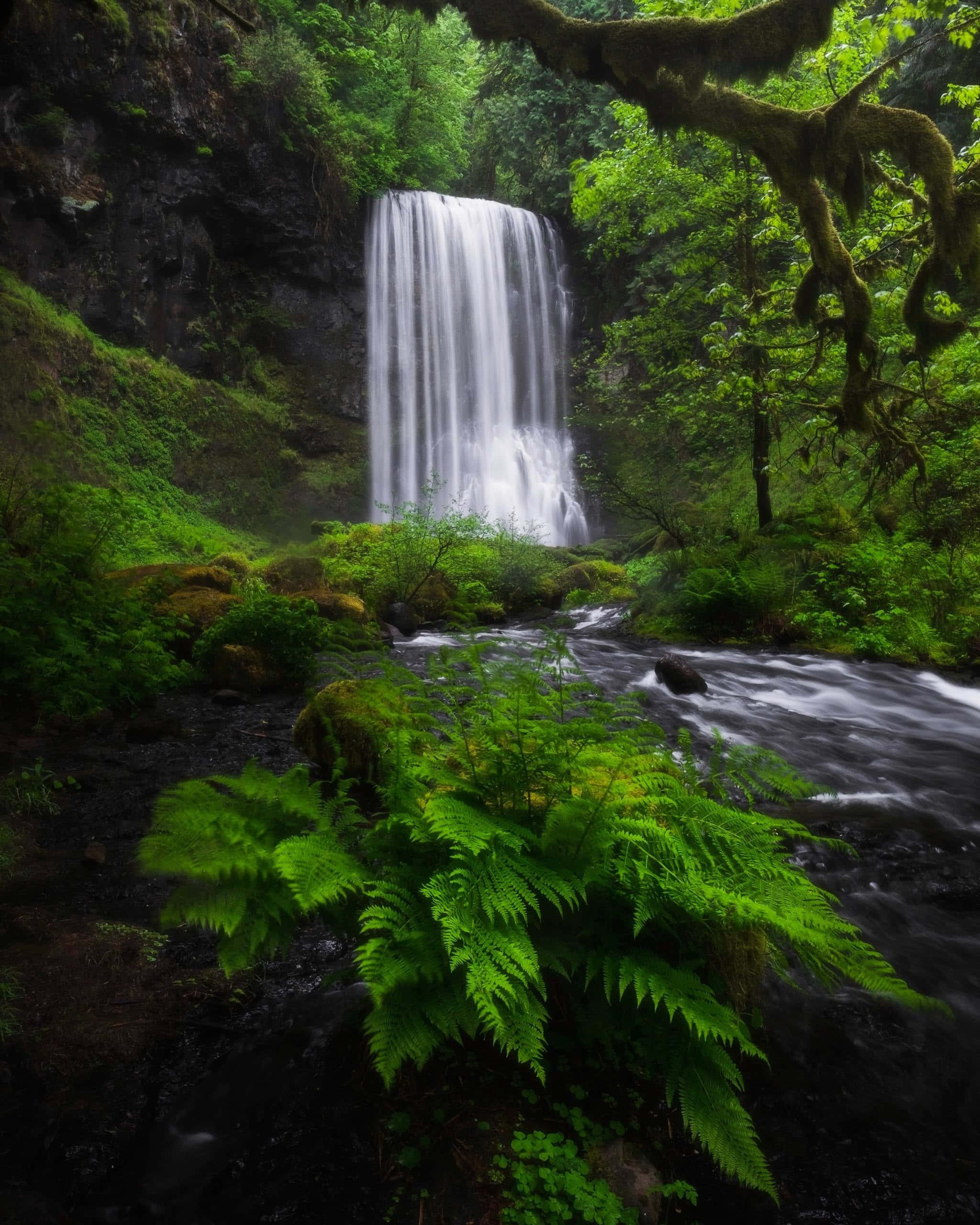 Rainforest 桌布 壁紙 — 一道寧靜的瀑布穿過茂密的綠色森林，前景有長滿苔蘚的岩石和蕨類植物。